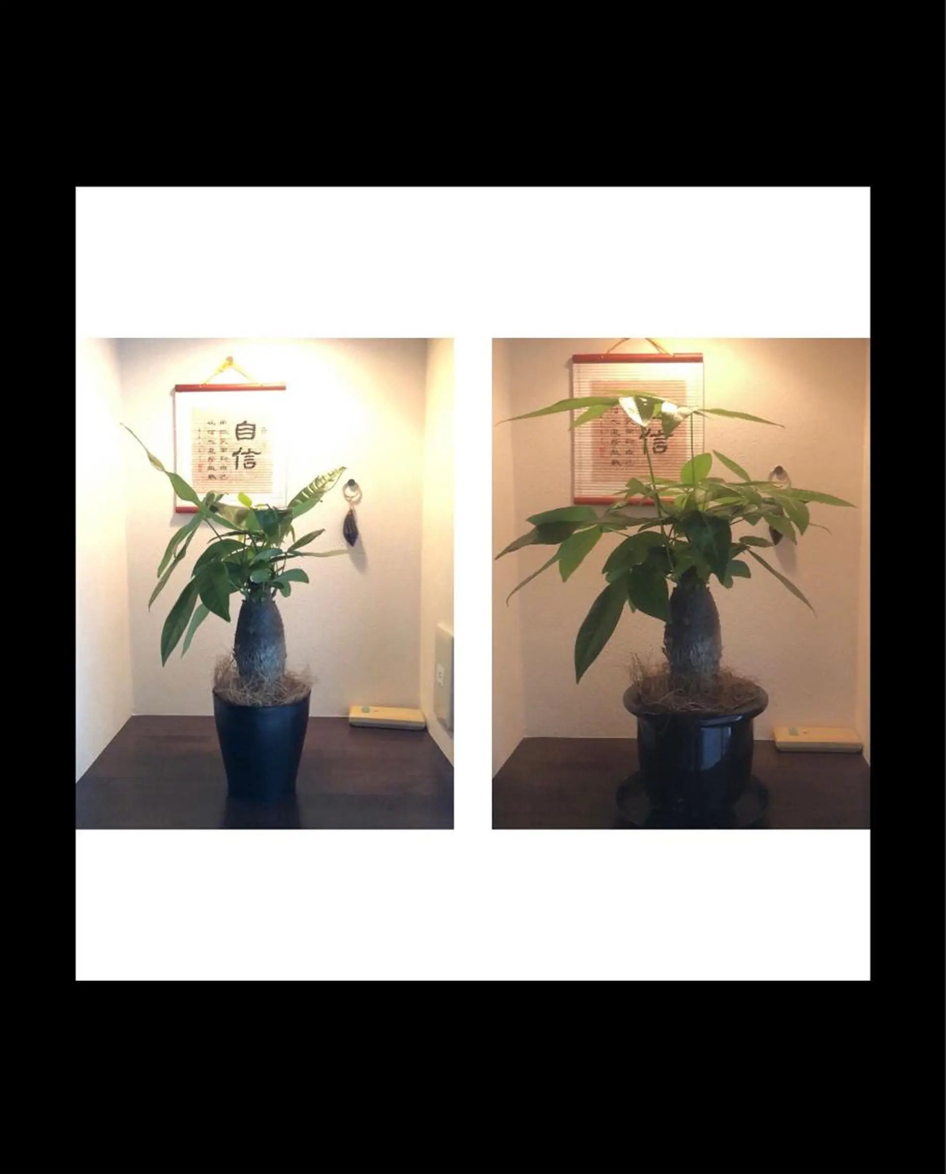 マツエク・マツパ 伊藤名紬 マツエク専門のマツエク・マツパデザイン