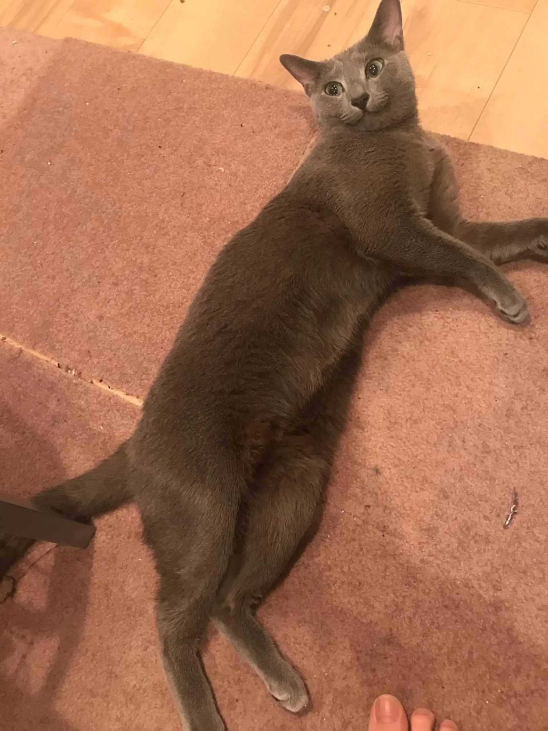 ショート カラー パーマ ヘアアレンジ メンズ キッズ ネイル マツエク・マツパ アニメ,Vオタク× 即効痩せエステサロンのエステ・リラクイメージ