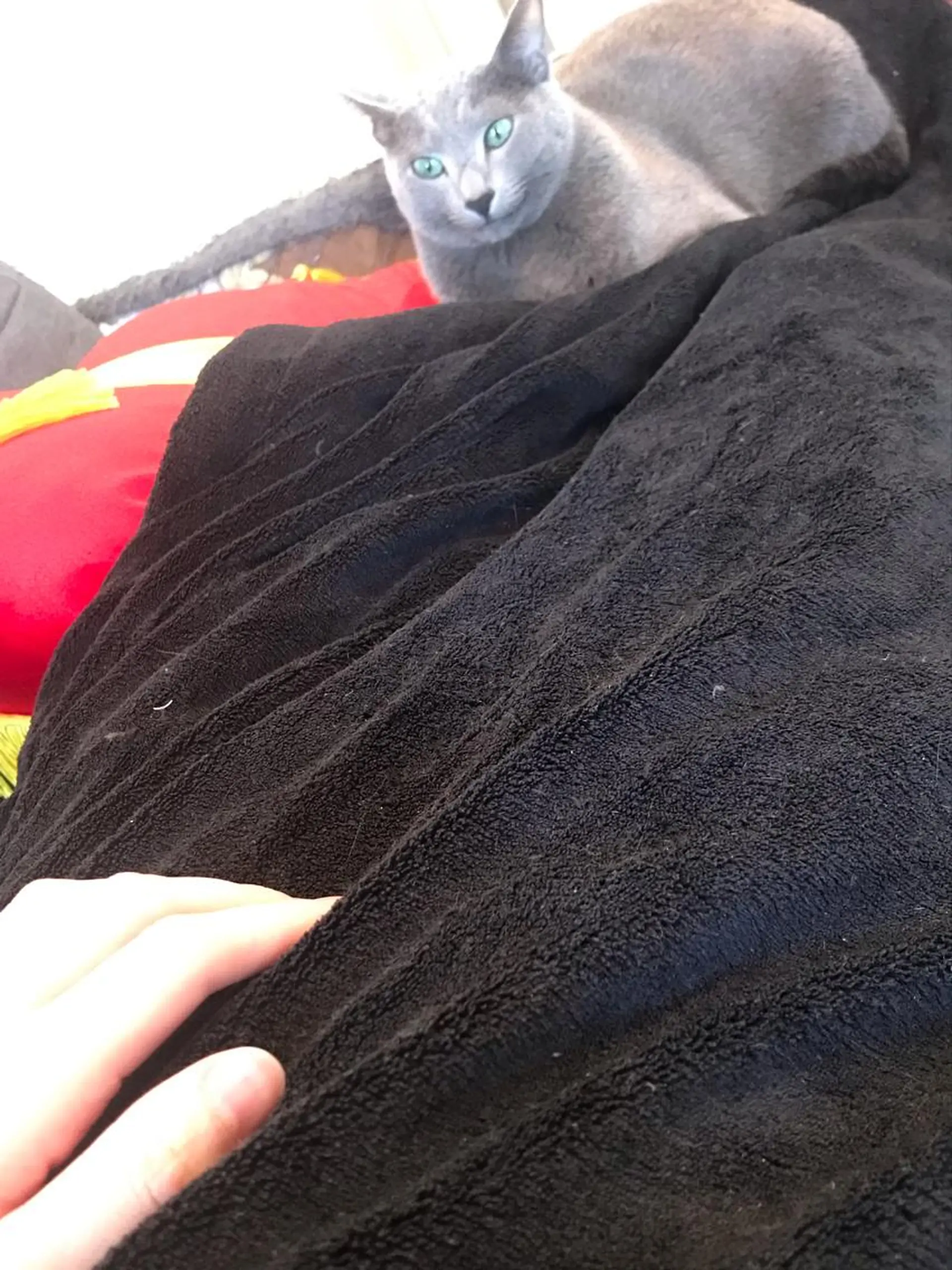 ショート カラー パーマ ヘアアレンジ メンズ キッズ ネイル マツエク・マツパ アイブロウ アニメ,Vオタク× 即効痩せエステサロンのエステ・リラクイメージ