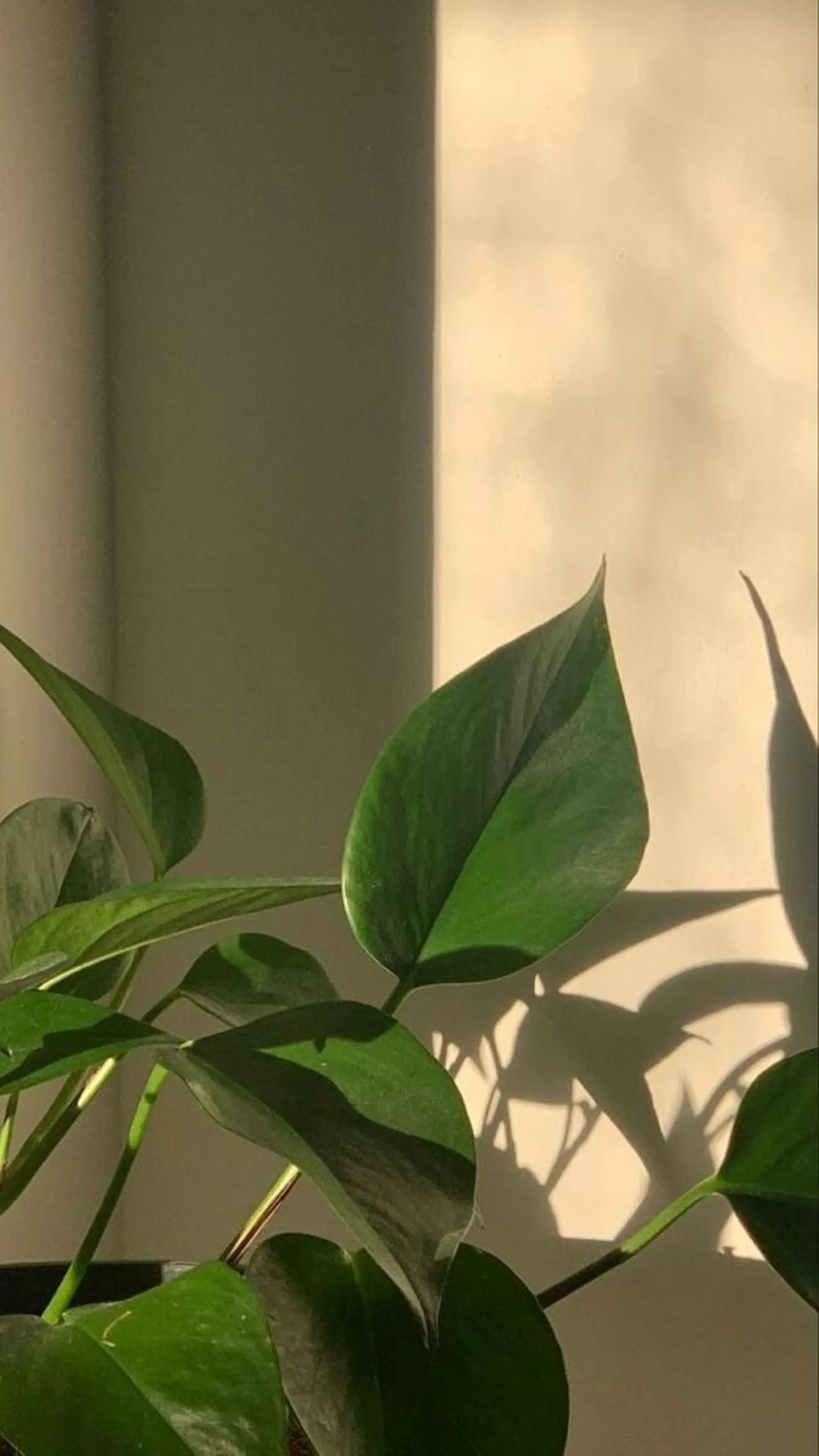 ロング マツエク・マツパ アイブロウ 似合わせカット暖色 カラーhiyonaのヘアスタイル