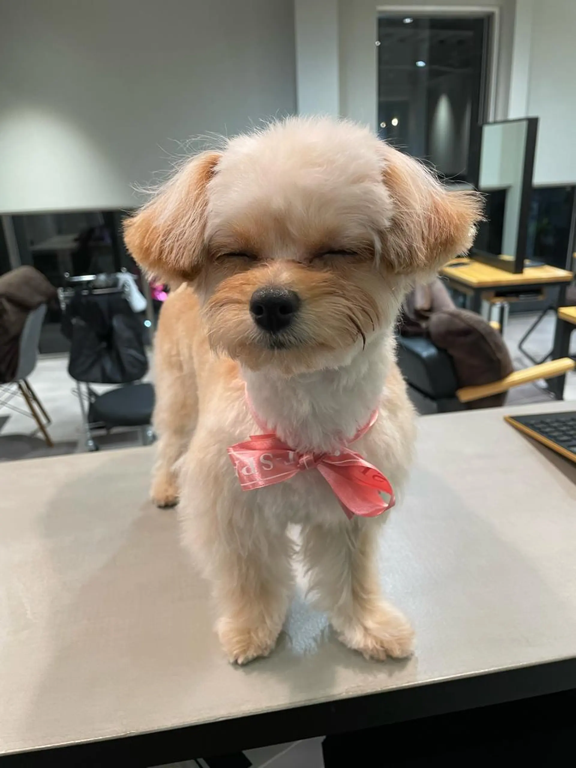 ショート カラー アッシュ ブリーチ ケアブリーチ ショコラグレージュ ダークアッシュ 韓国風/オシャレ /縮毛矯正/滝口琴未のヘアスタイル