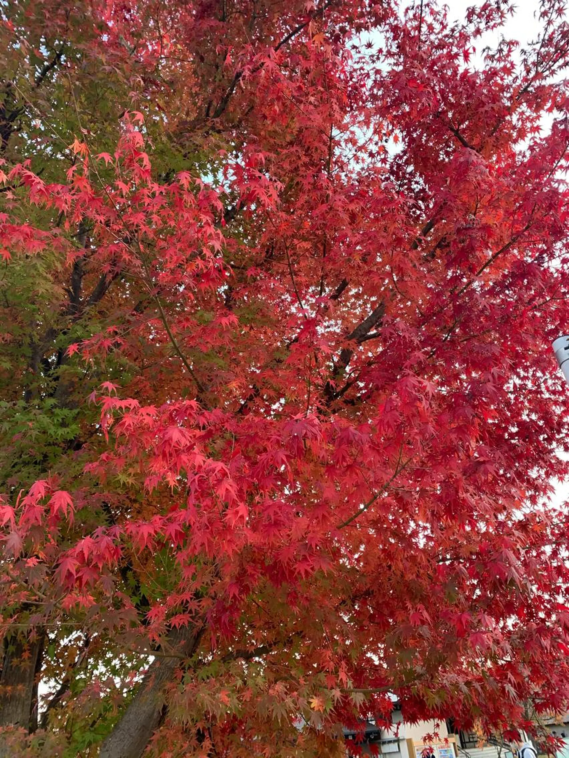 Lilibeauty salonのネイルデザイン