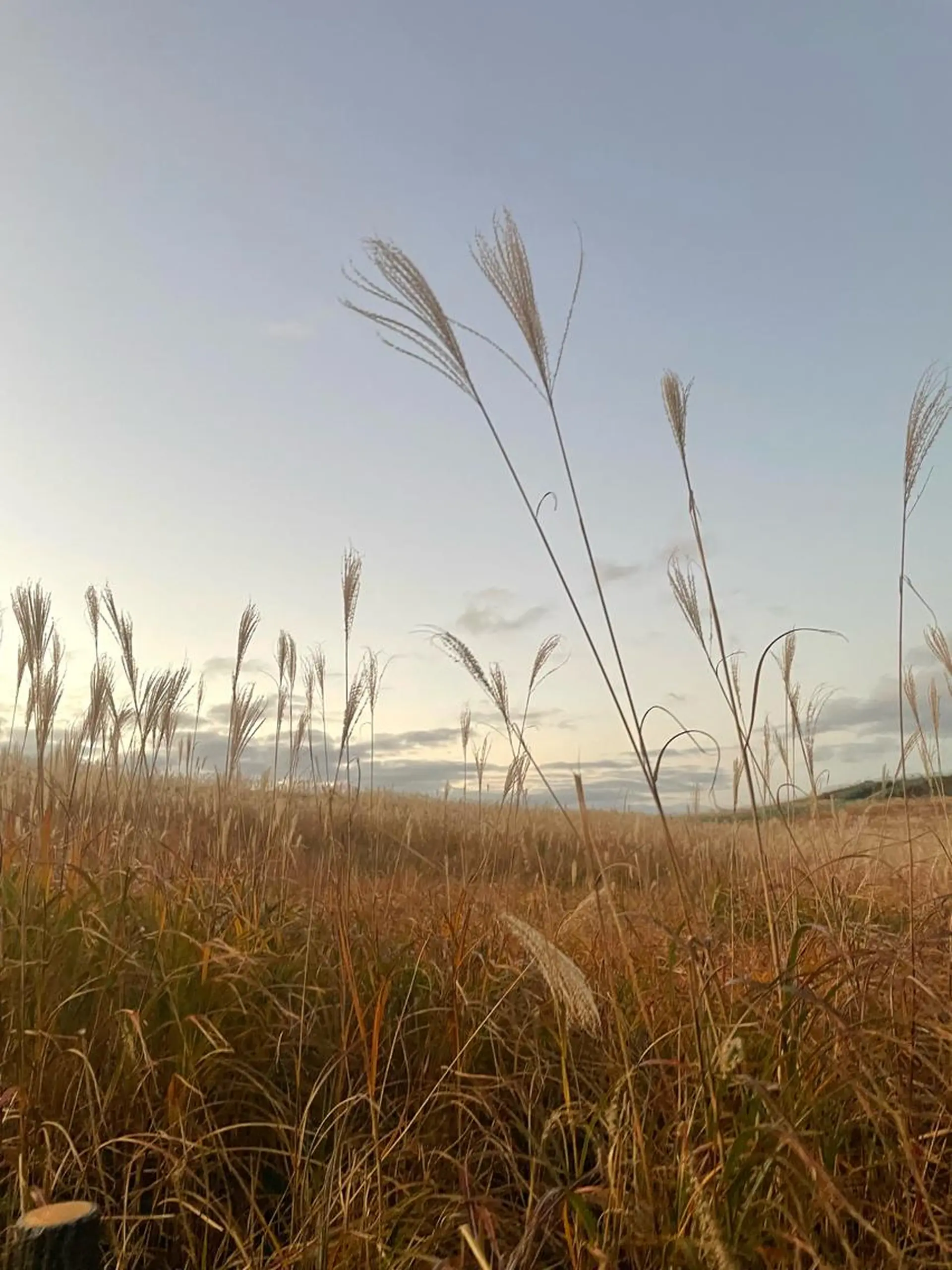 kakeru/ボブ パーマ/レイヤーのヘアスタイル