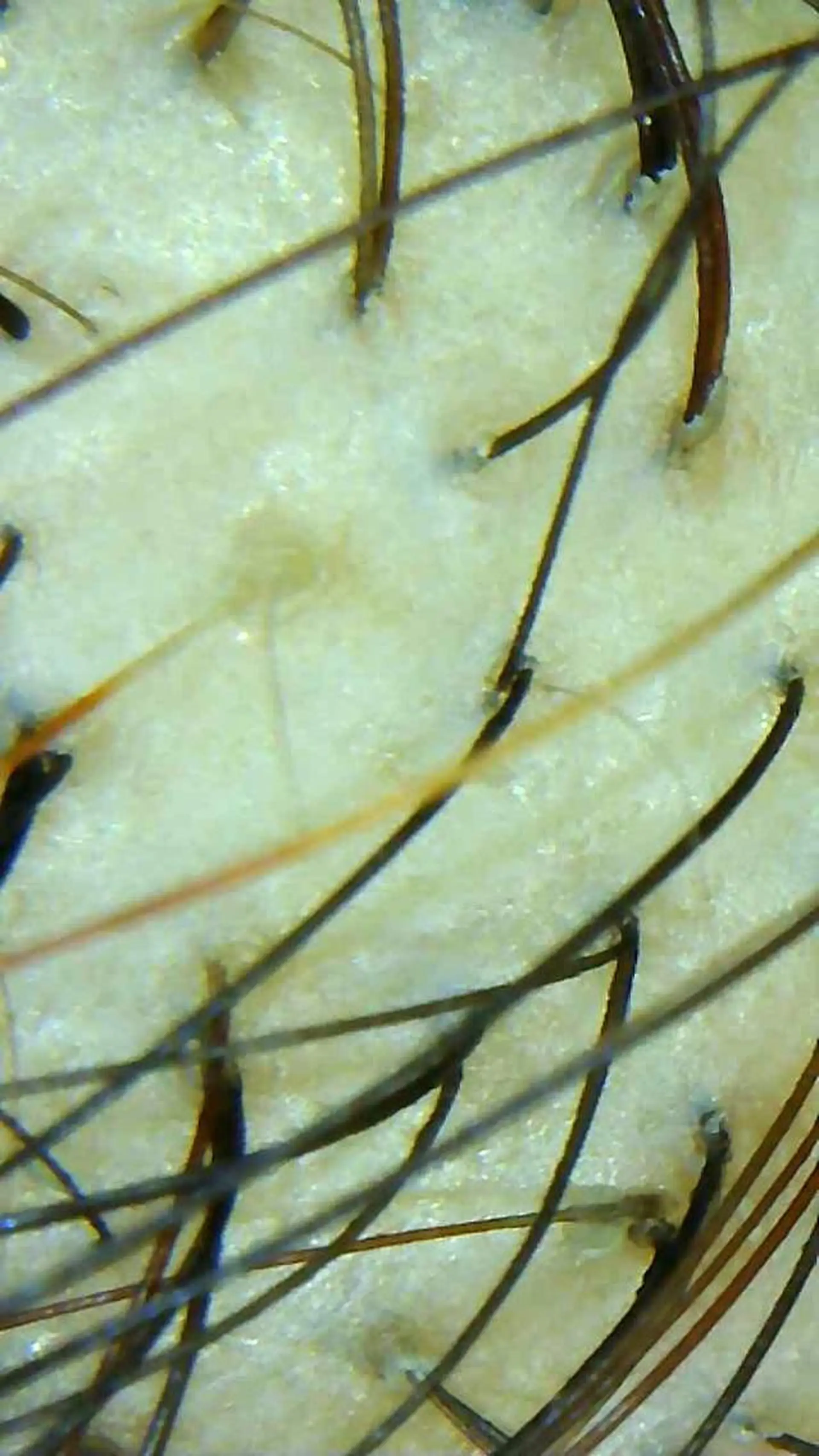 セントラル鍼灸院 Re:laxyのヘアスタイル