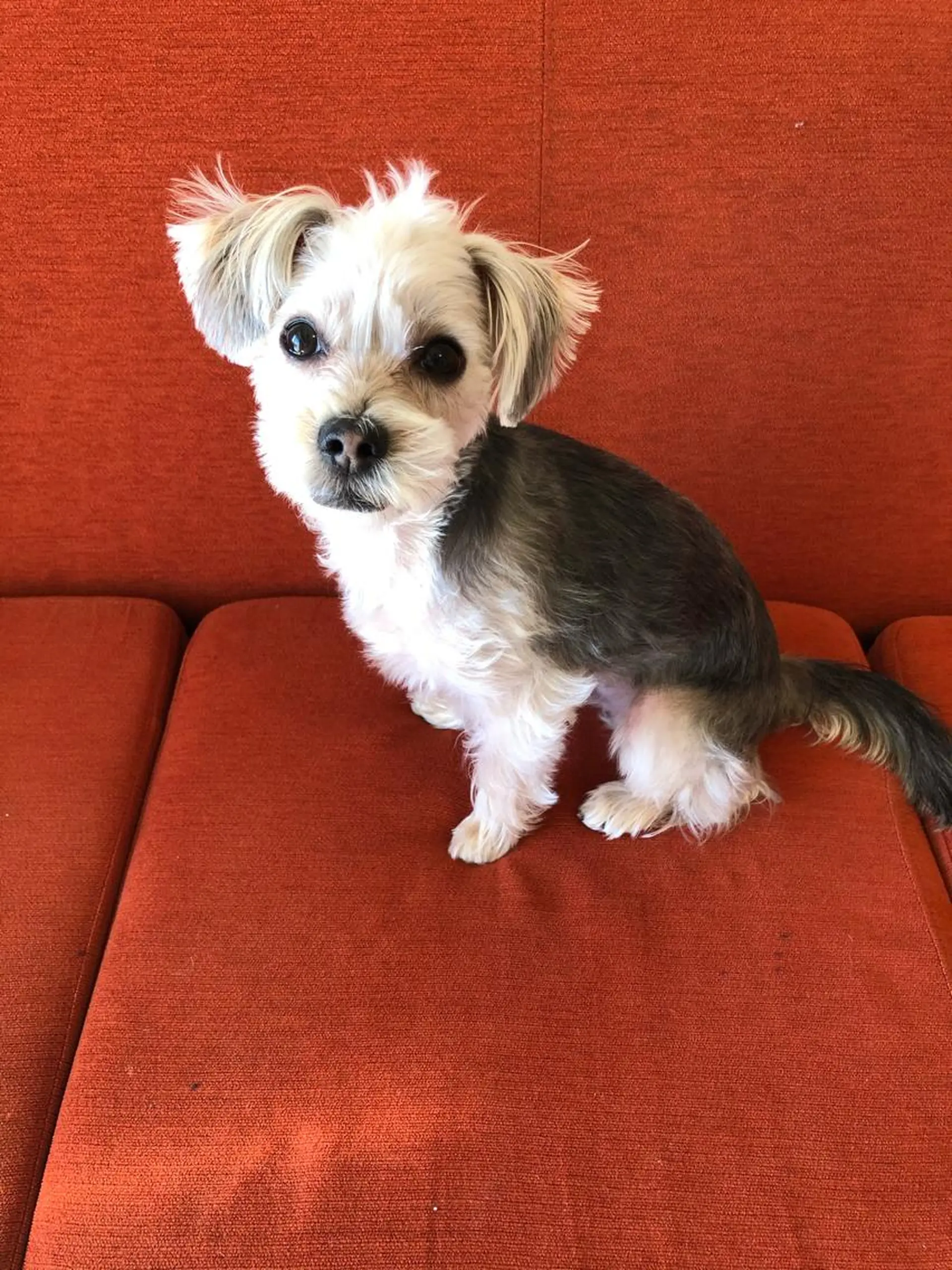 ミディアム カット ヘアカラー トリートメント 白髪ぼかしハイライト バレイヤージュヤマトのヘアスタイル