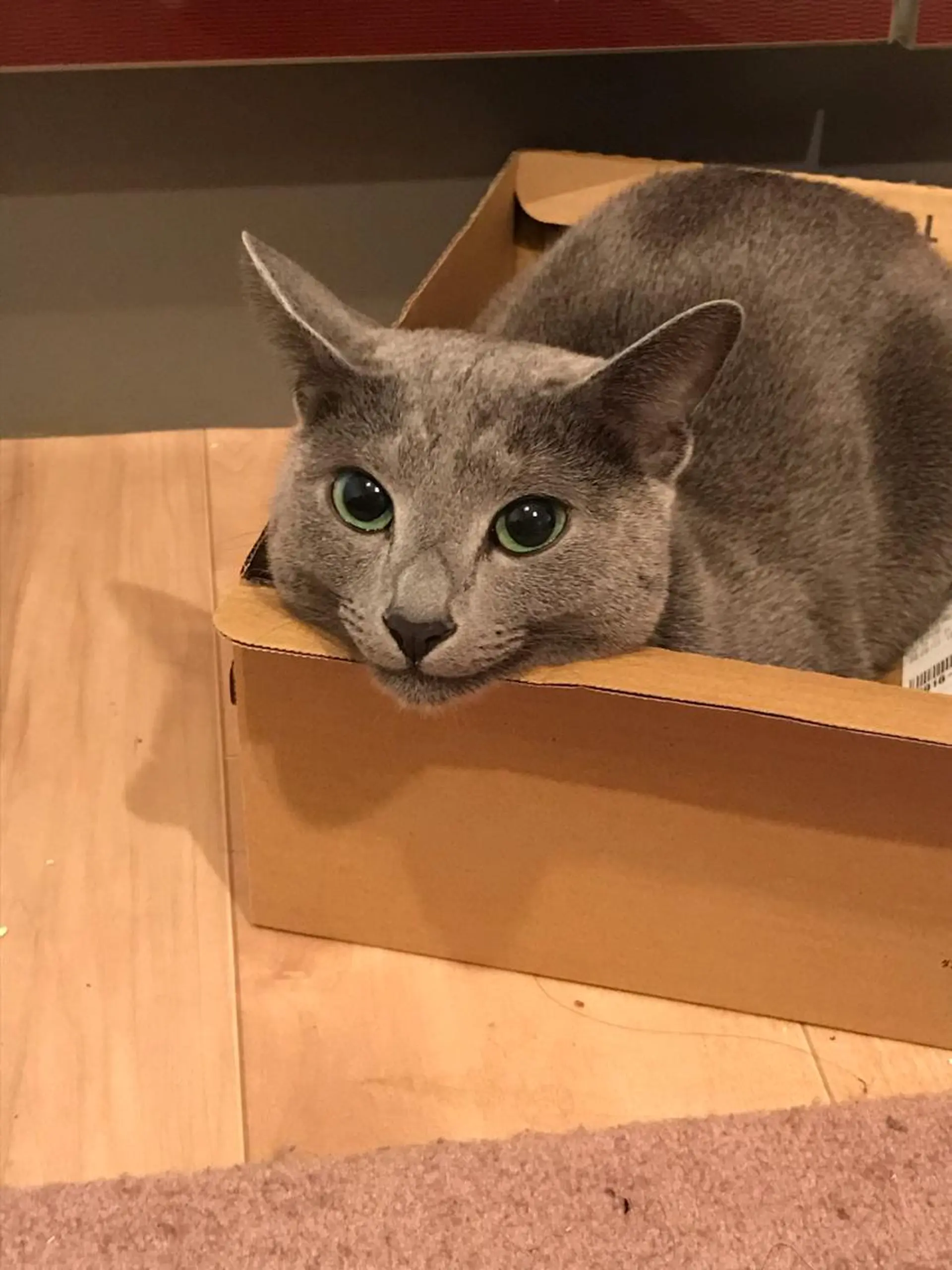 ショート カラー パーマ ヘアアレンジ メンズ キッズ ネイル マツエク・マツパ アニメ,Vオタク× 即効痩せエステサロンのエステ・リラクイメージ