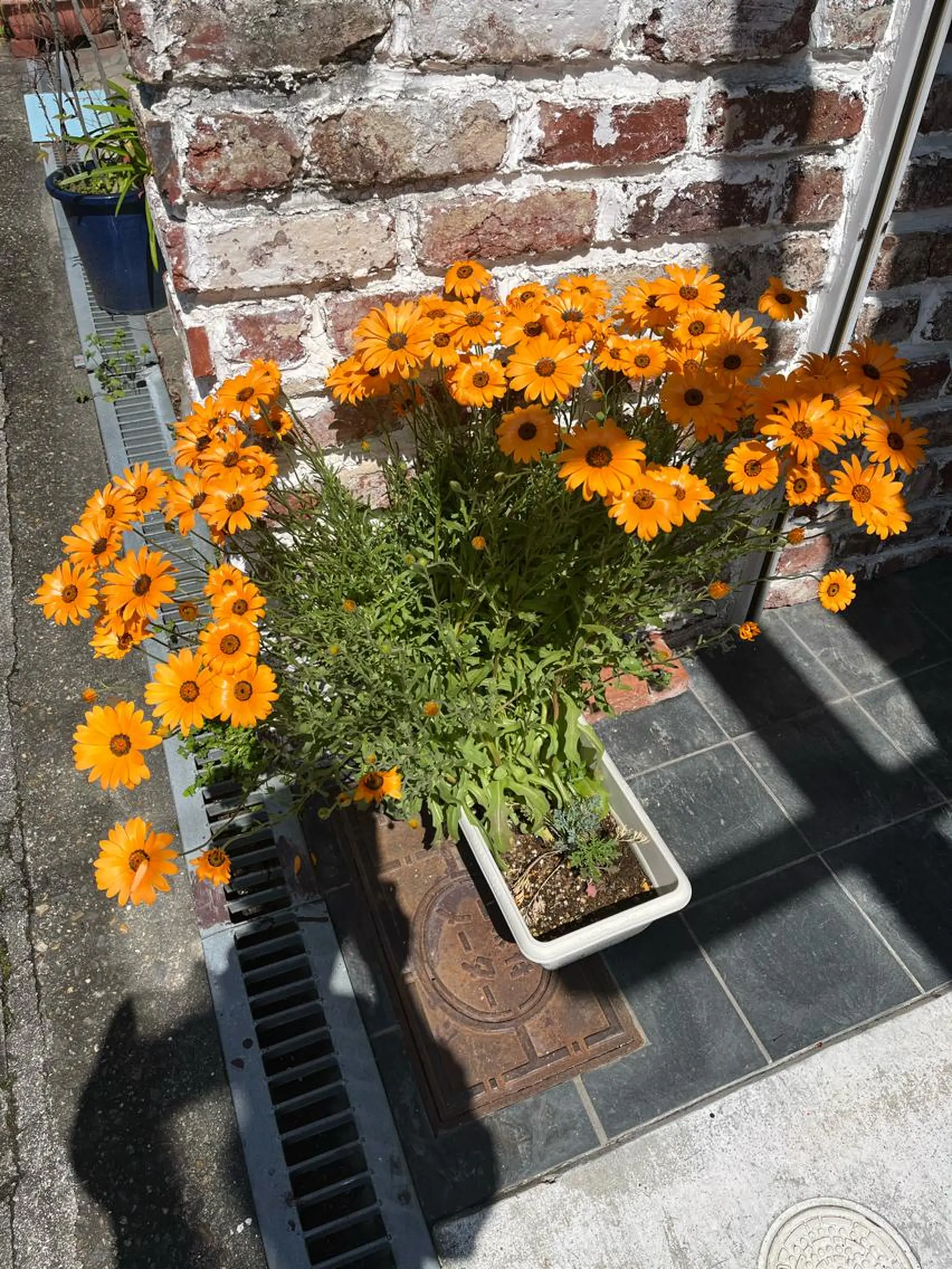 紙屋 隼人のヘアスタイル