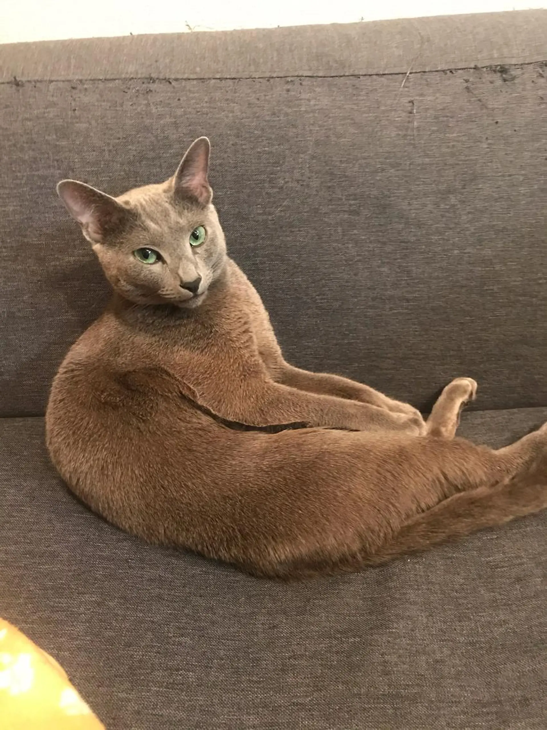 ショート カラー パーマ ヘアアレンジ メンズ キッズ ネイル マツエク・マツパ アニメ,Vオタク× 即効痩せエステサロンのエステ・リラクイメージ