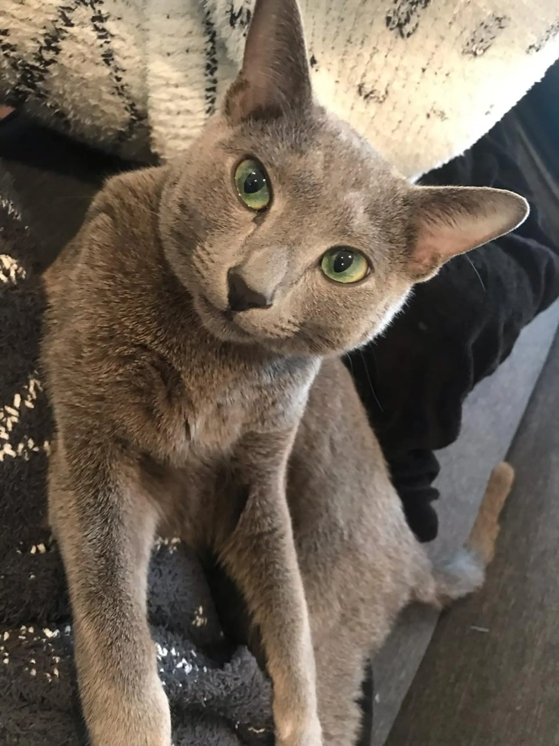 ショート カラー パーマ ヘアアレンジ メンズ キッズ ネイル マツエク・マツパ アニメ,Vオタク× 即効痩せエステサロンのエステ・リラクイメージ