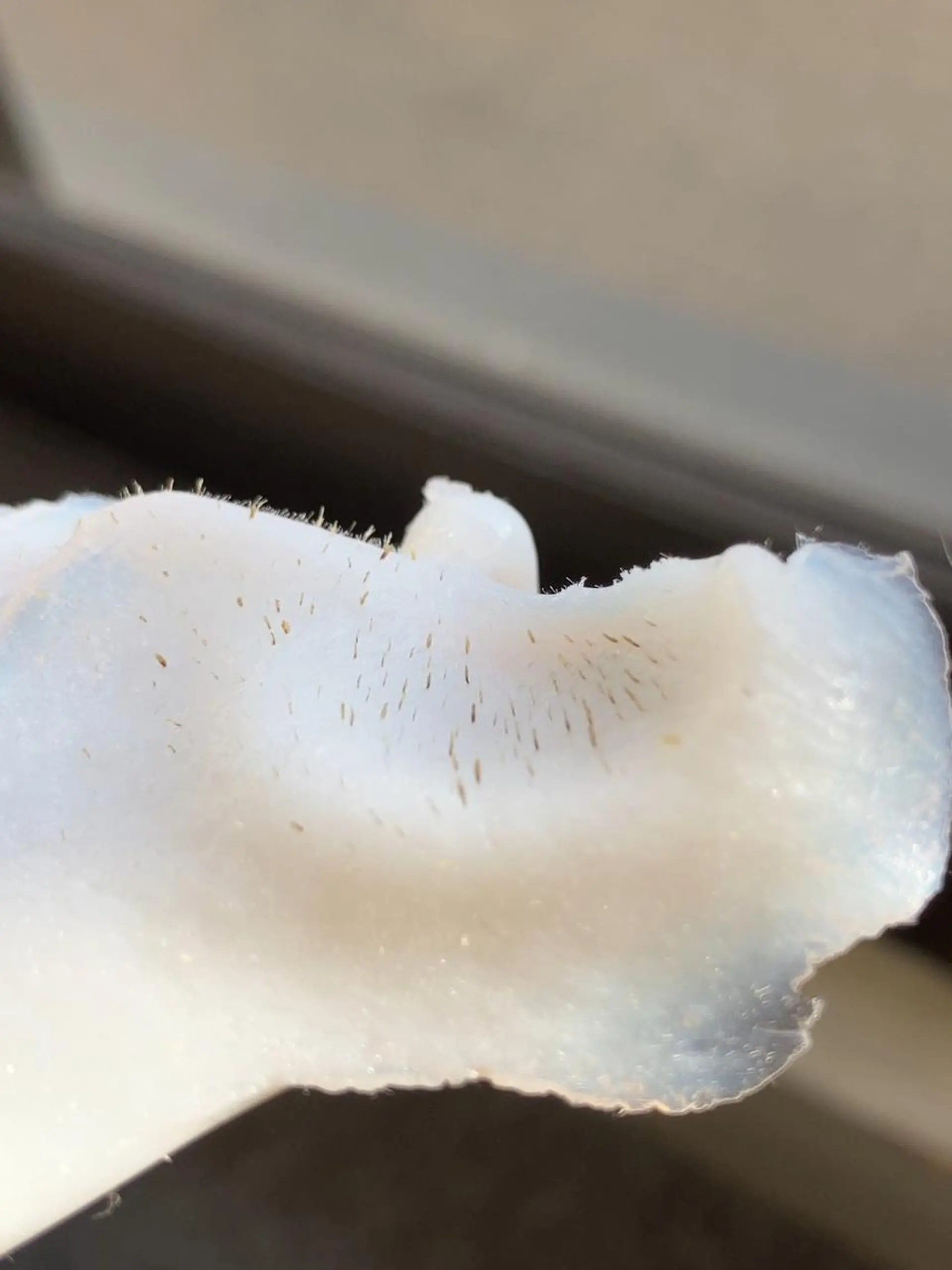 脱毛 産毛専門店 Bittoのエステ・リラクイメージ