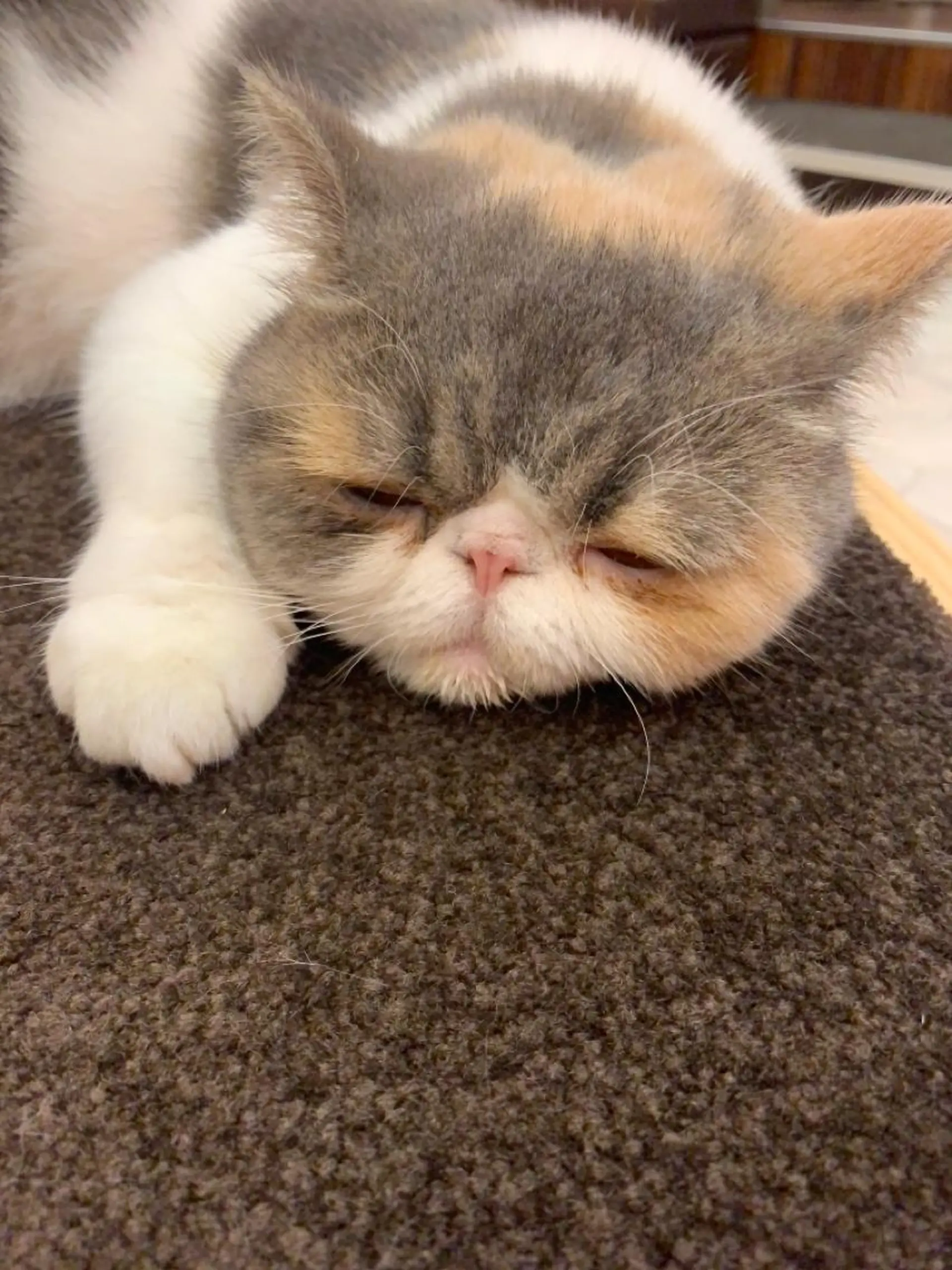 ショート カラー パーマ ヘアアレンジ メンズ キッズ テラコッタ ハロウィン ショートヘア ストレートパーマ 白髪世代特化 🌿飯塚京橋のヘアスタイル