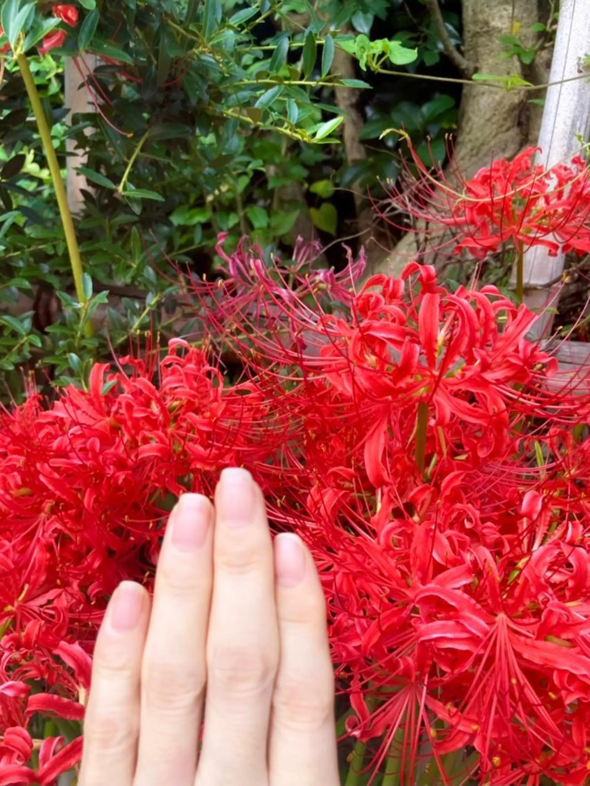 ロング ネイル 赤色 ハンドケア＆ネイルケア桃の木所属・ケアリスト🍀 マリユキのネイルデザイン