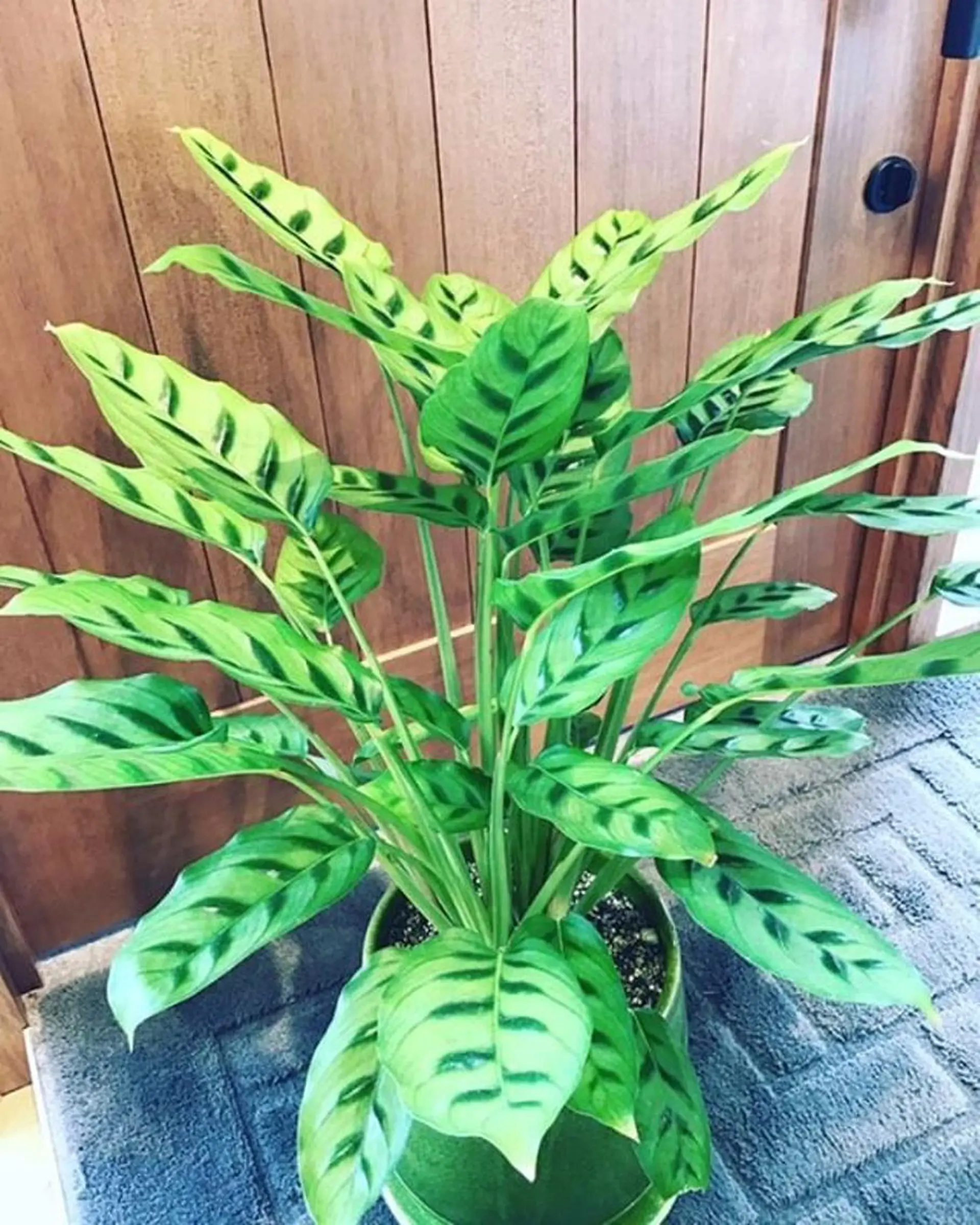 hair＆nail NO-MUのネイルデザイン