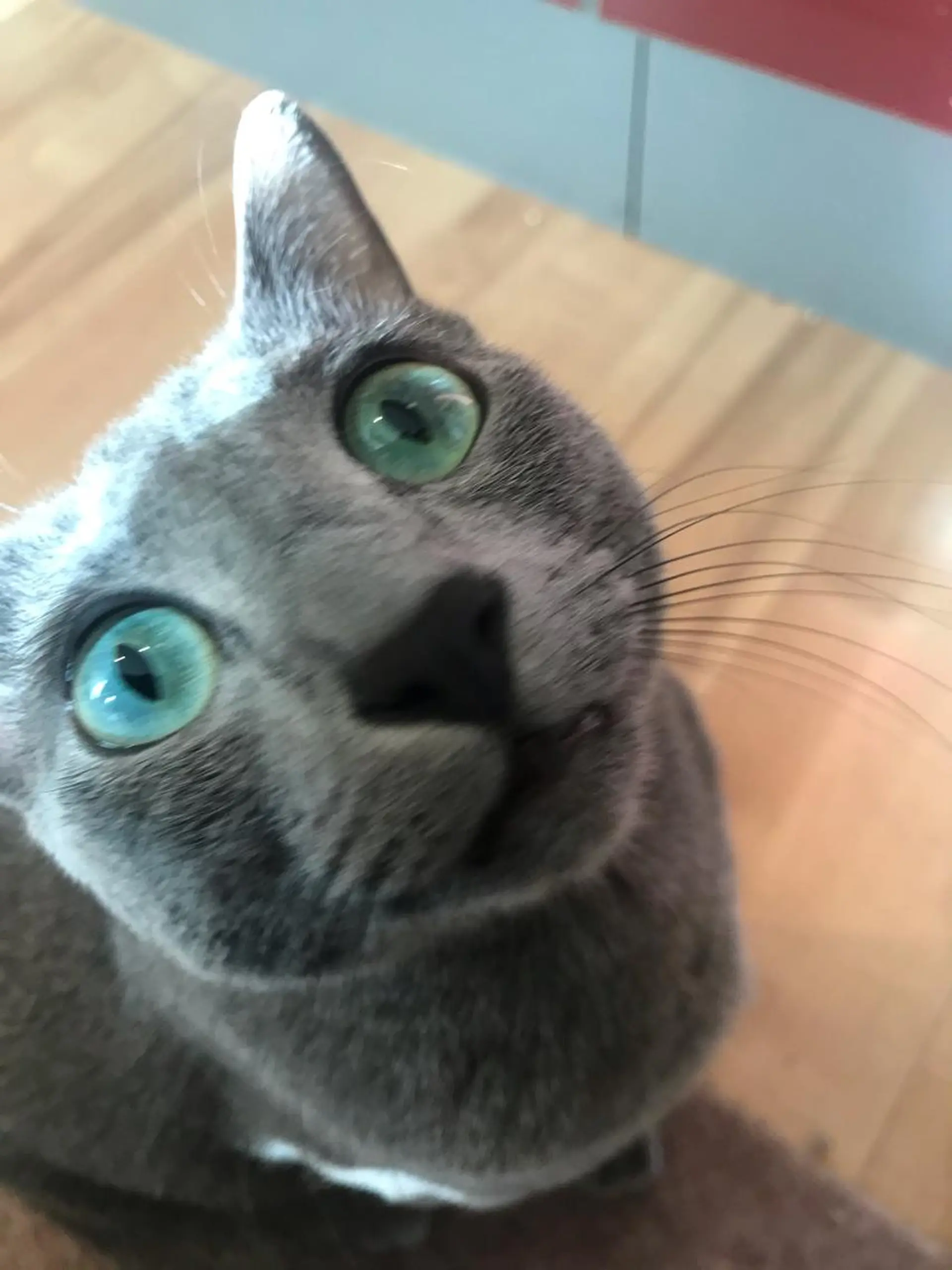 ショート カラー パーマ ヘアアレンジ メンズ キッズ ネイル マツエク・マツパ アニメ,Vオタク× 即効痩せエステサロンのエステ・リラクイメージ