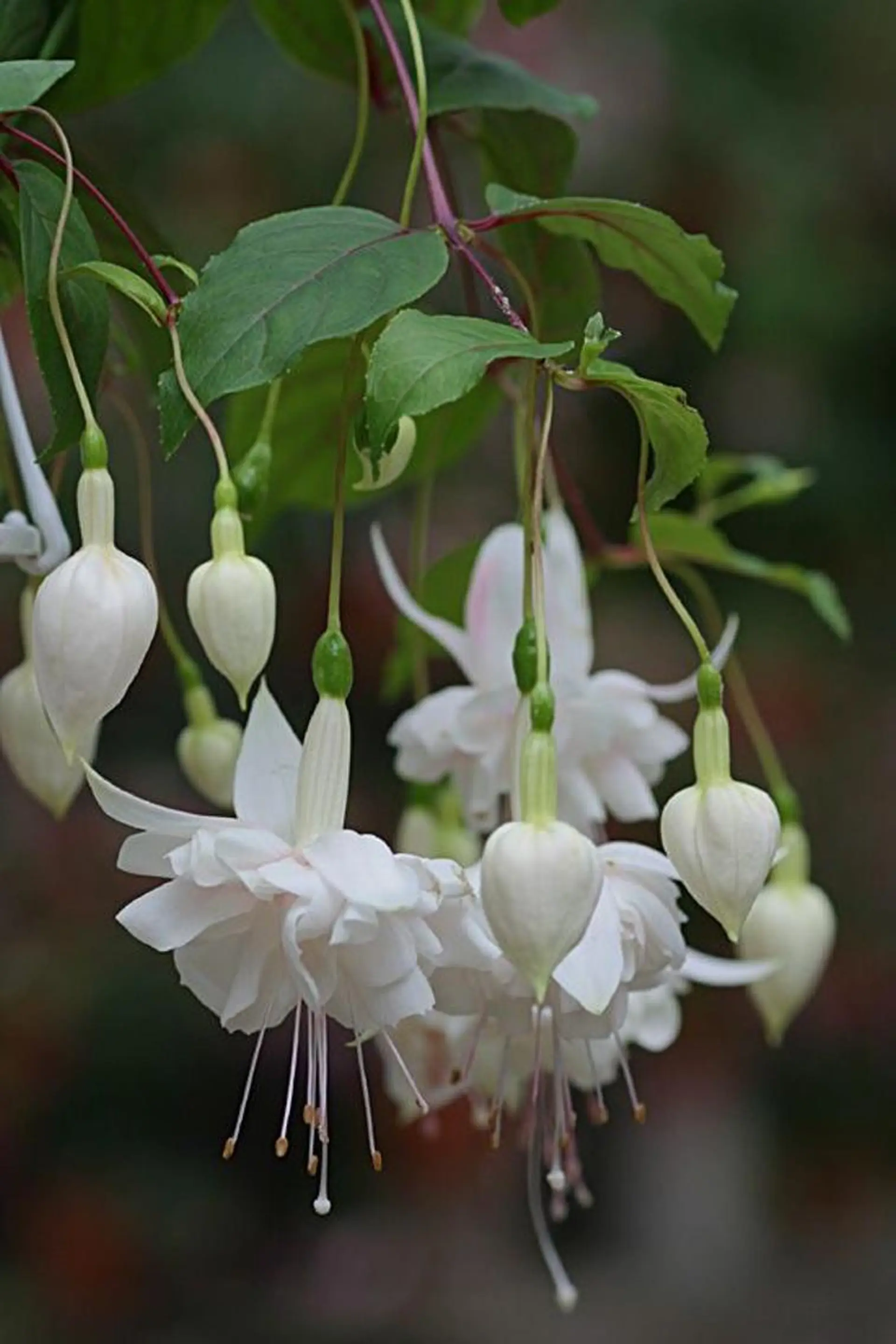 nail atelier  new moon所属・デザイン可愛いサロン new moonのネイルデザイン