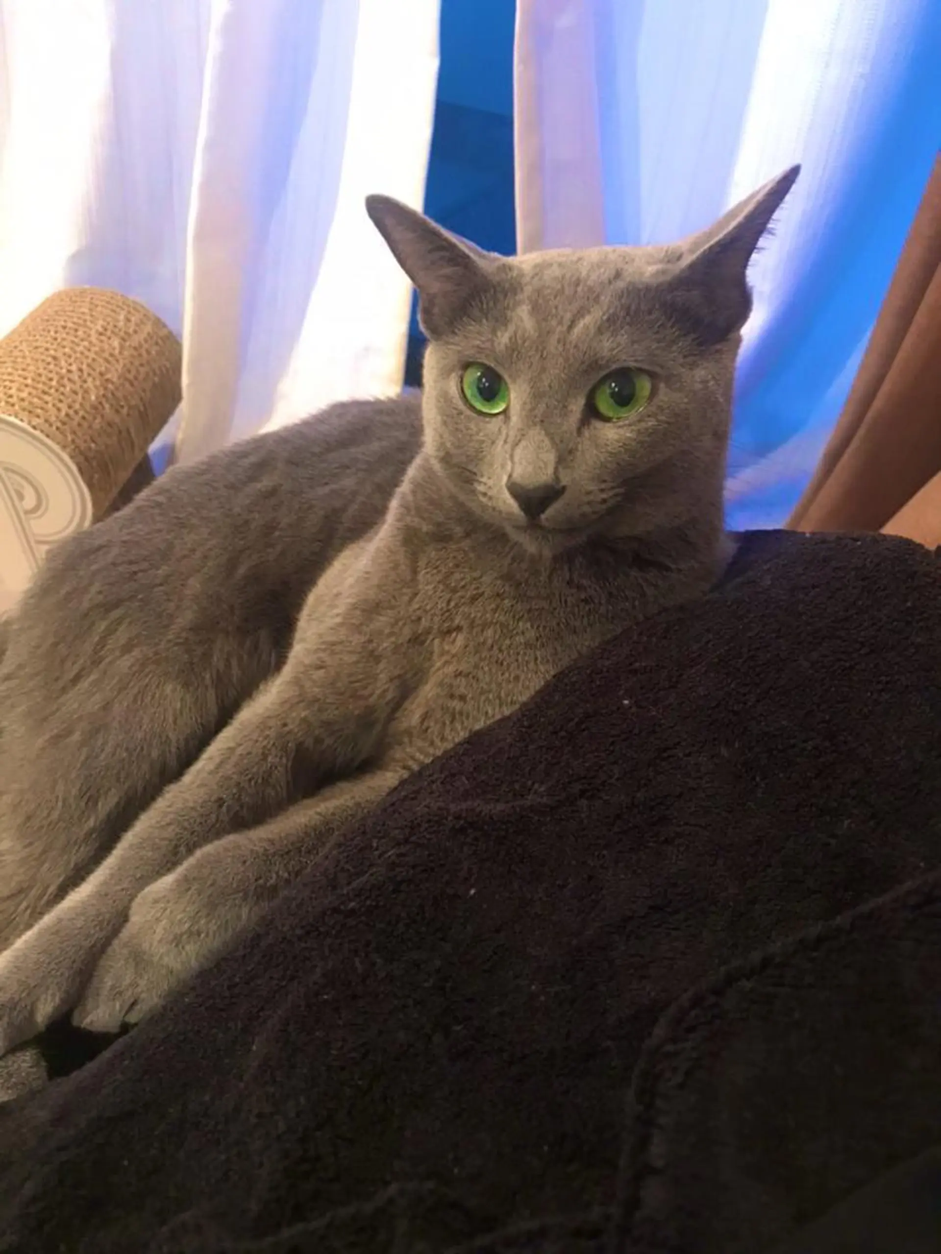 ショート カラー パーマ ヘアアレンジ メンズ キッズ ネイル マツエク・マツパ アニメ,Vオタク× 即効痩せエステサロンのエステ・リラクイメージ