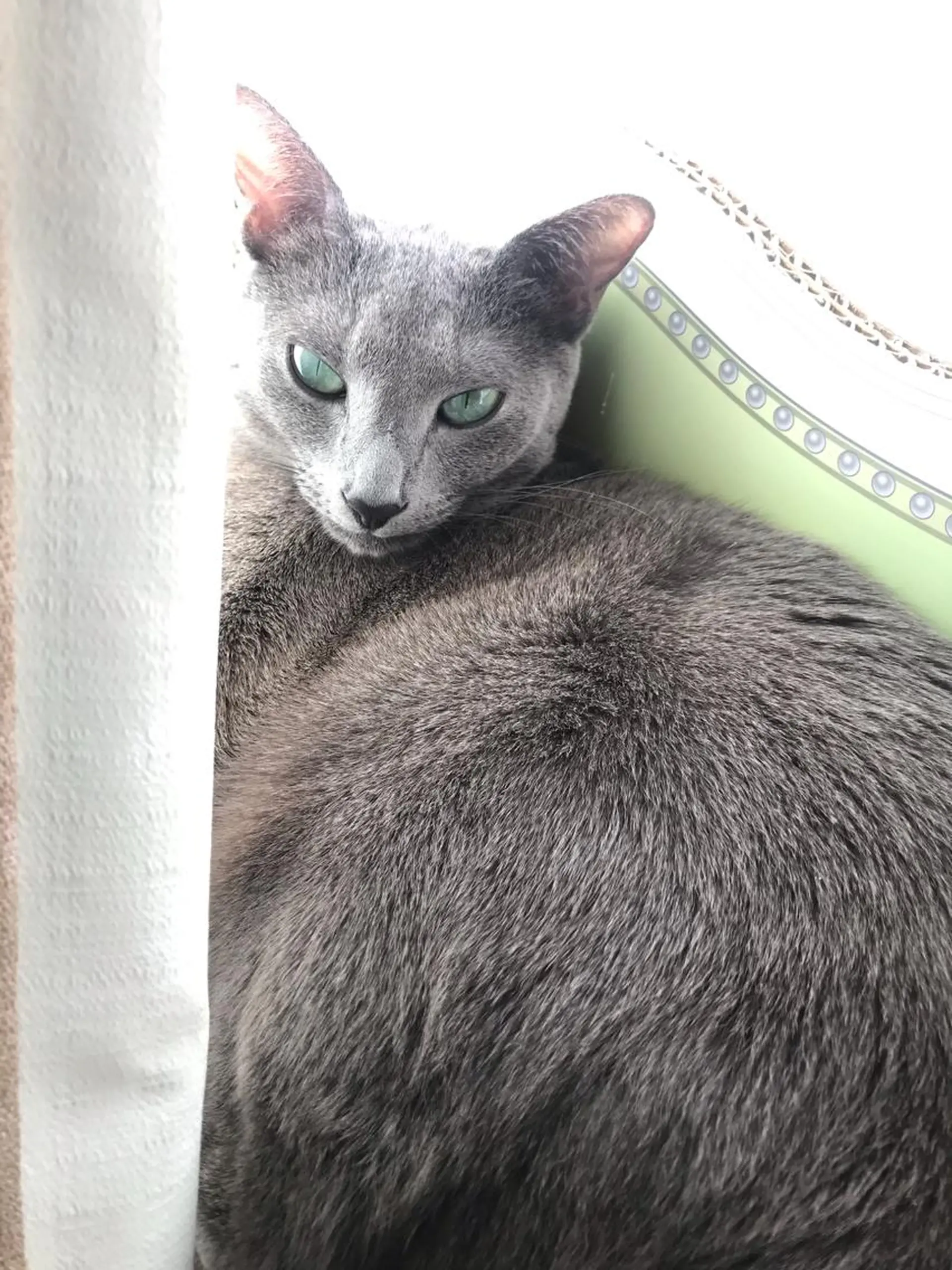 ショート カラー パーマ ヘアアレンジ メンズ キッズ ネイル マツエク・マツパ アイブロウ アニメ,Vオタク× 即効痩せエステサロンのエステ・リラクイメージ