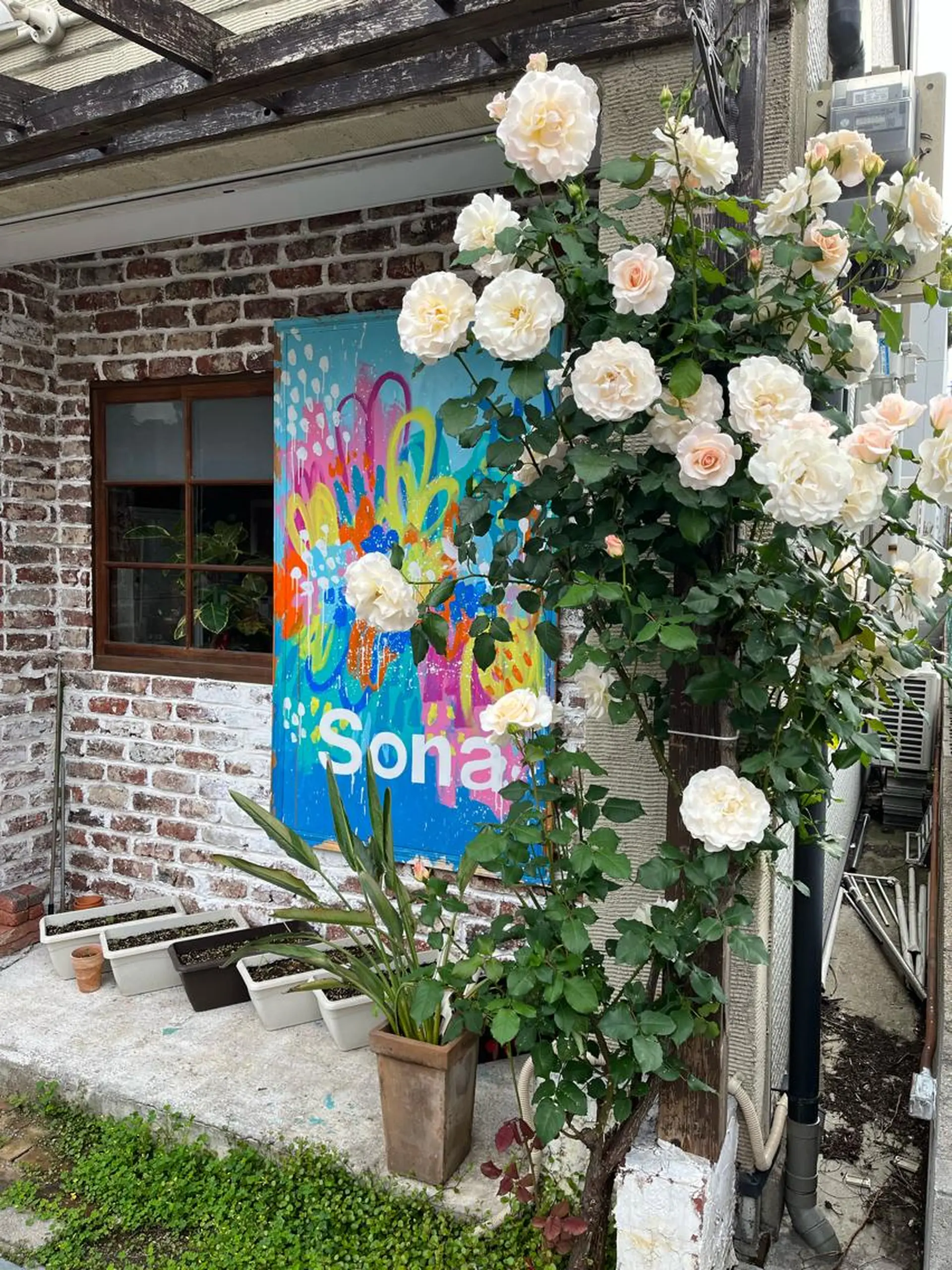 紙屋 隼人のヘアスタイル