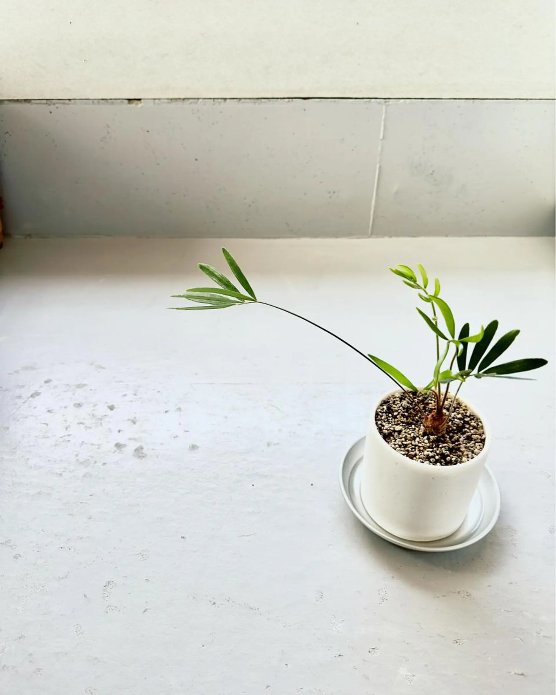 ネイル Baden Nail ﾊﾞ-ﾃﾞﾝ ﾈｲﾙのネイルデザイン