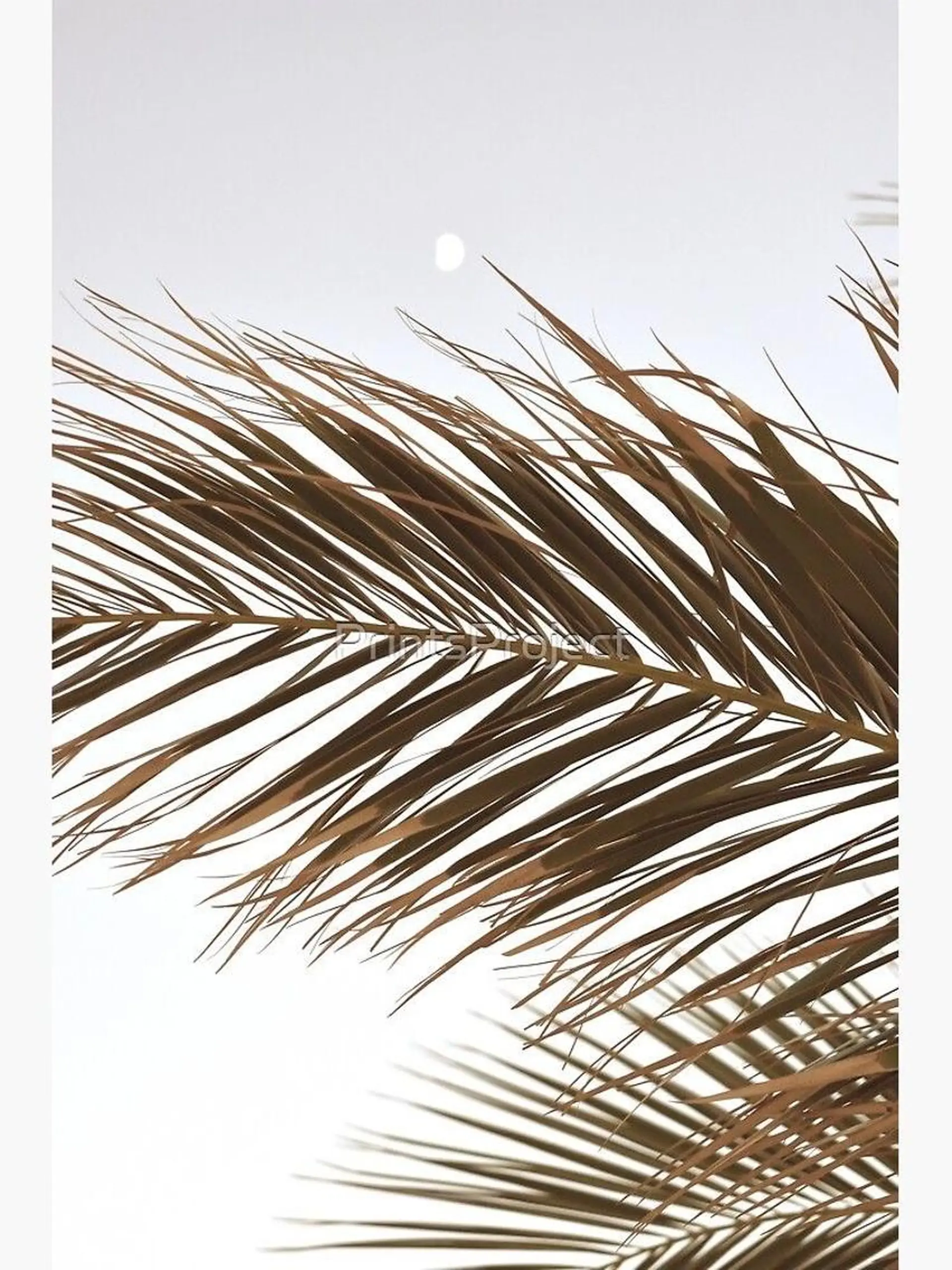 マツエク・マツパ ｓａｋｕｒａ .のマツエク・マツパデザイン