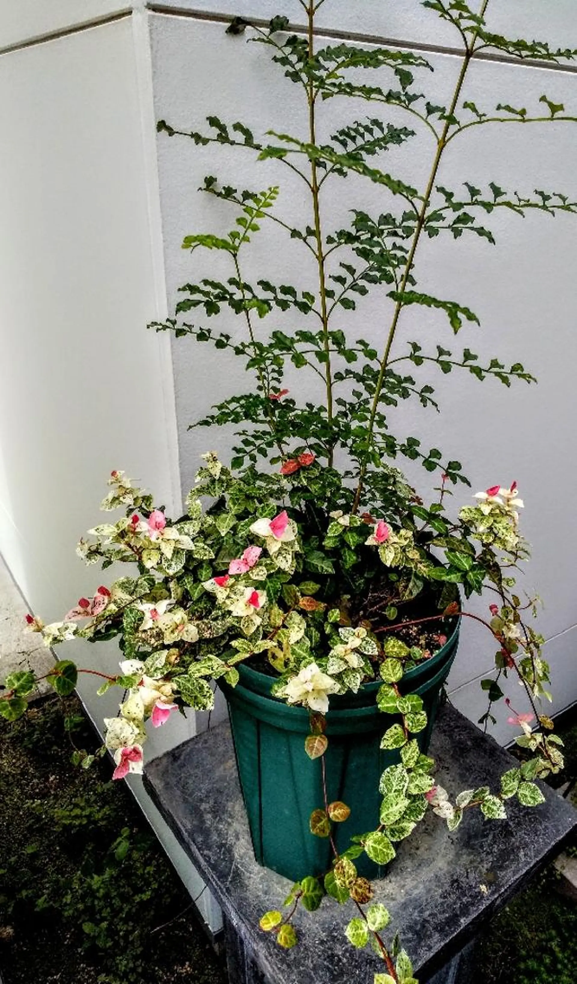 エステ🌸🌸🌸 メナードのエステ・リラクイメージ