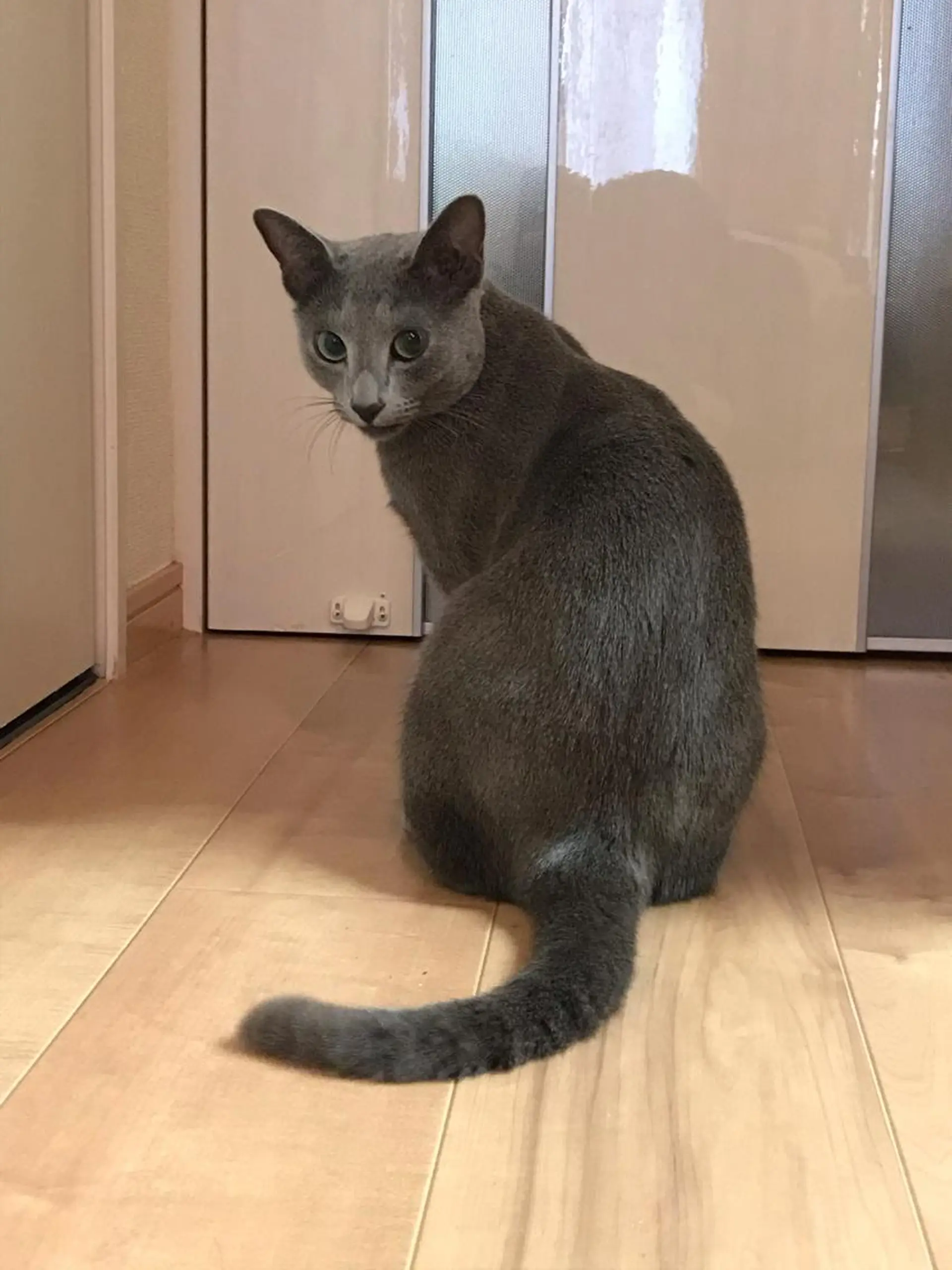 ショート カラー パーマ ヘアアレンジ メンズ キッズ ネイル マツエク・マツパ アニメ,Vオタク× 即効痩せエステサロンのエステ・リラクイメージ