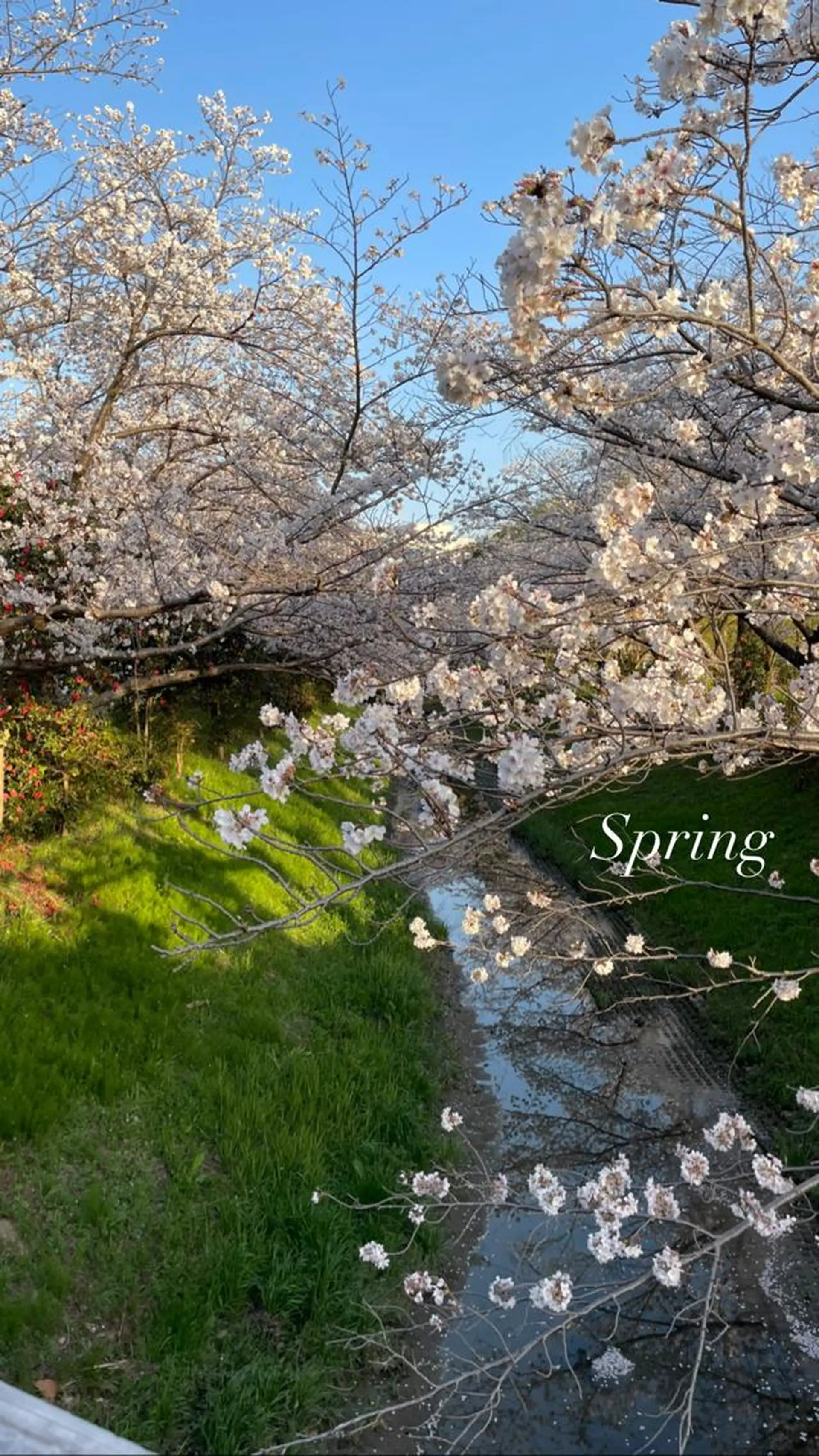 エステ リラク 🌿 NATSUMI🌿のエステ・リラクイメージ