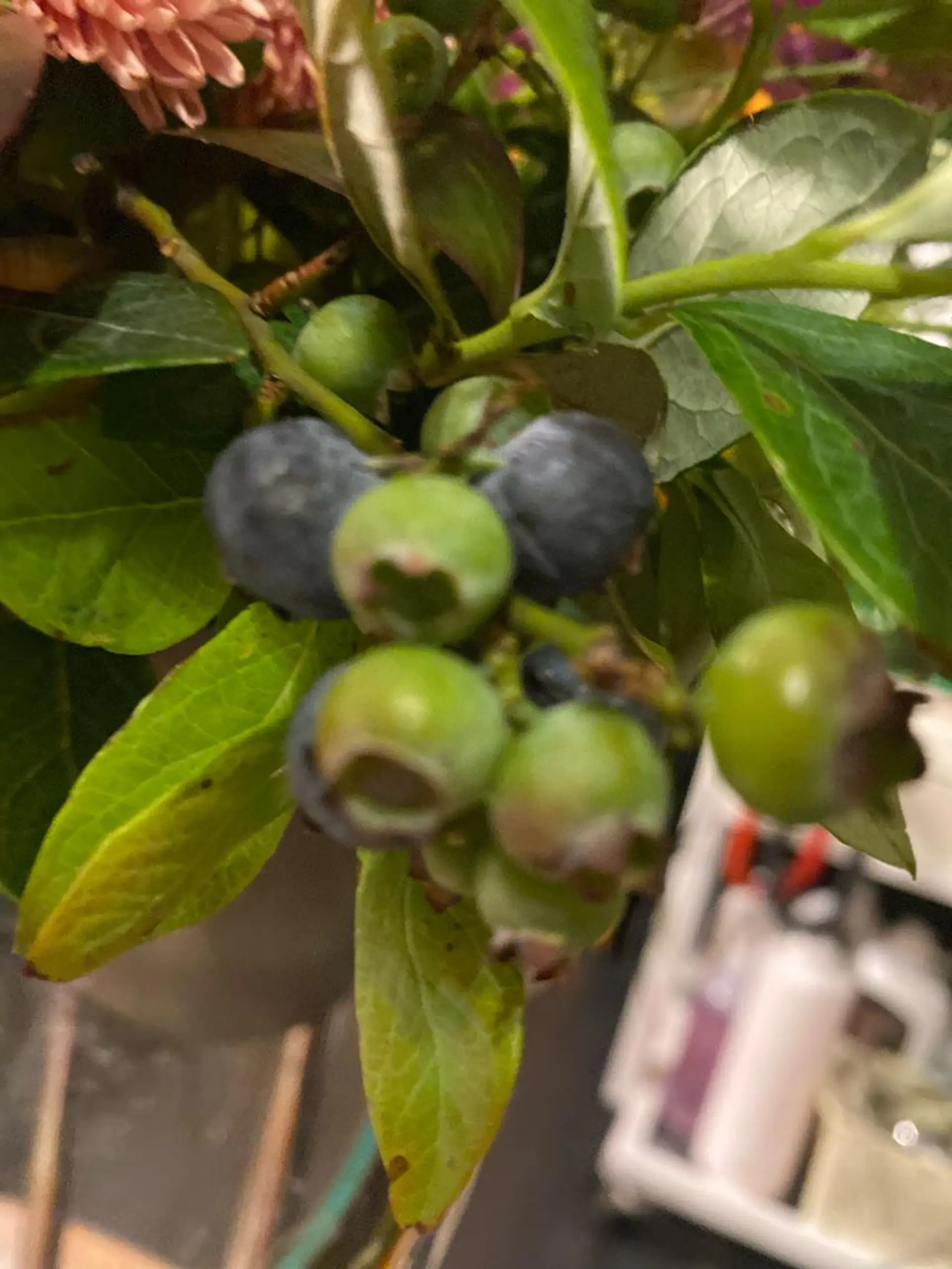 毛穴から始める肌メン テマンダリンオレンジのエステ・リラクイメージ