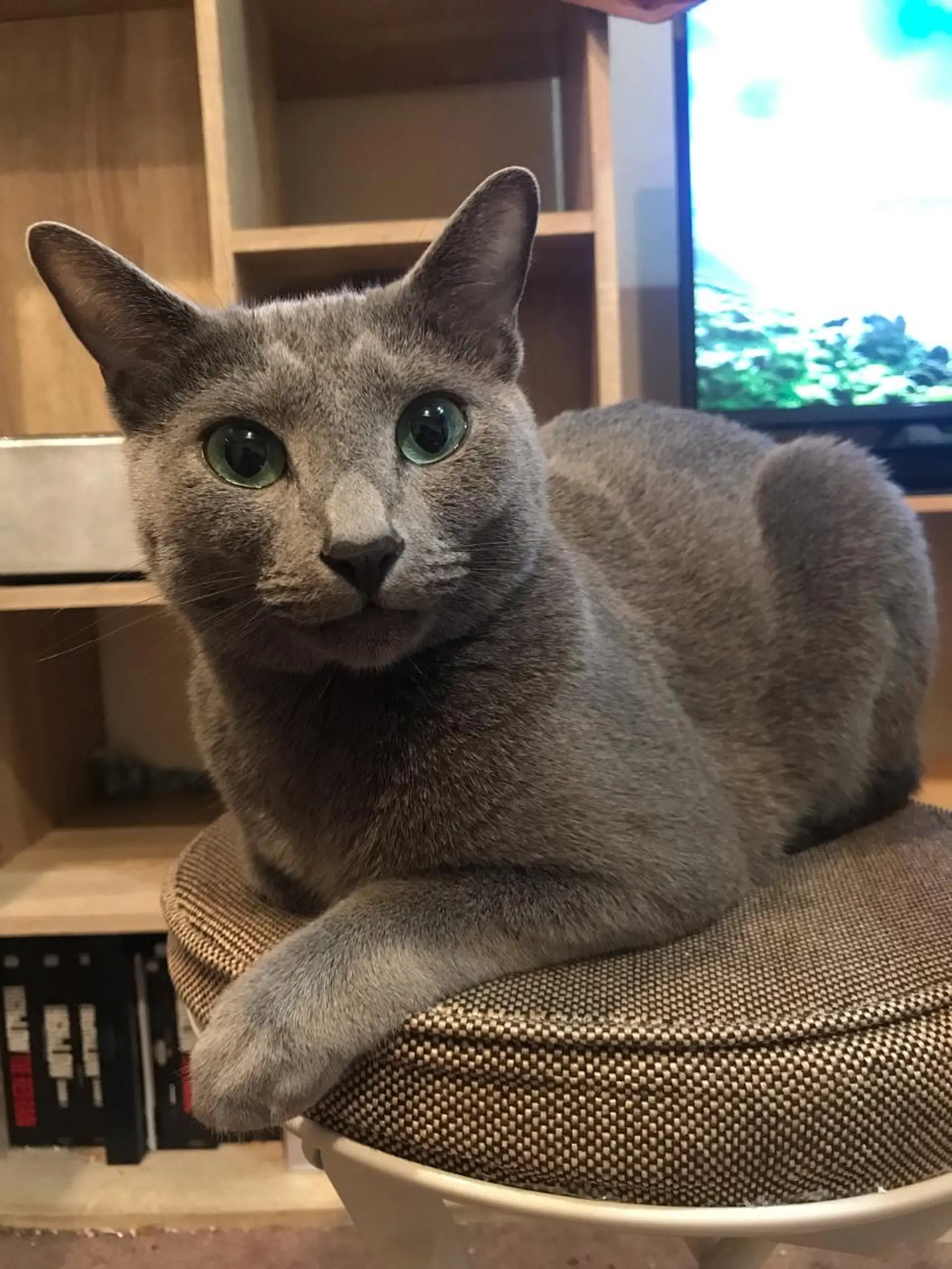 ショート カラー パーマ ヘアアレンジ メンズ キッズ ネイル マツエク・マツパ アイブロウ アニメ,Vオタク× 即効痩せエステサロンのエステ・リラクイメージ