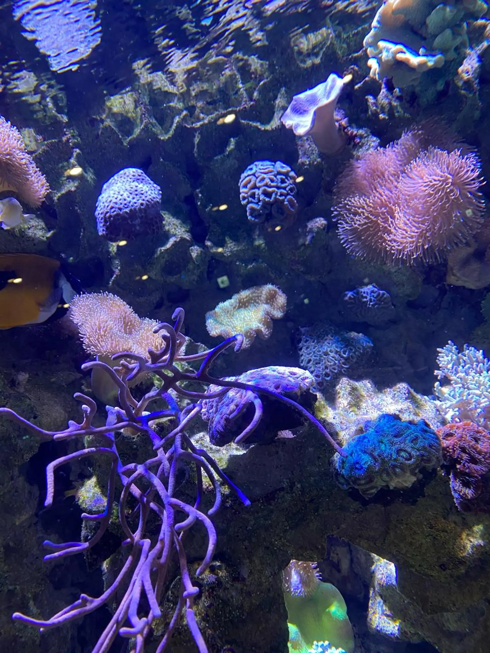マツエク・マツパ 🌊♡ 京急川崎のマツエク・マツパデザイン