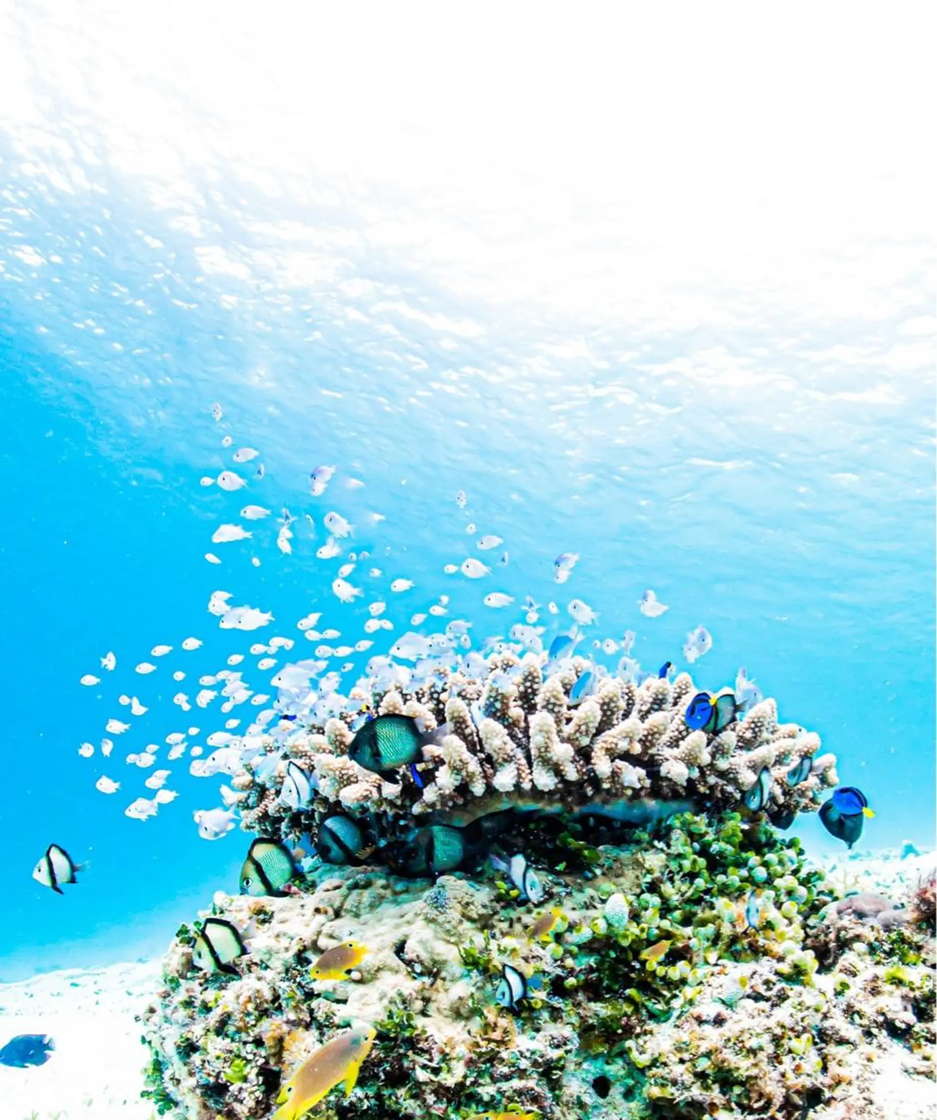 マツエク・マツパ 🌊♡ 京急川崎のマツエク・マツパデザイン