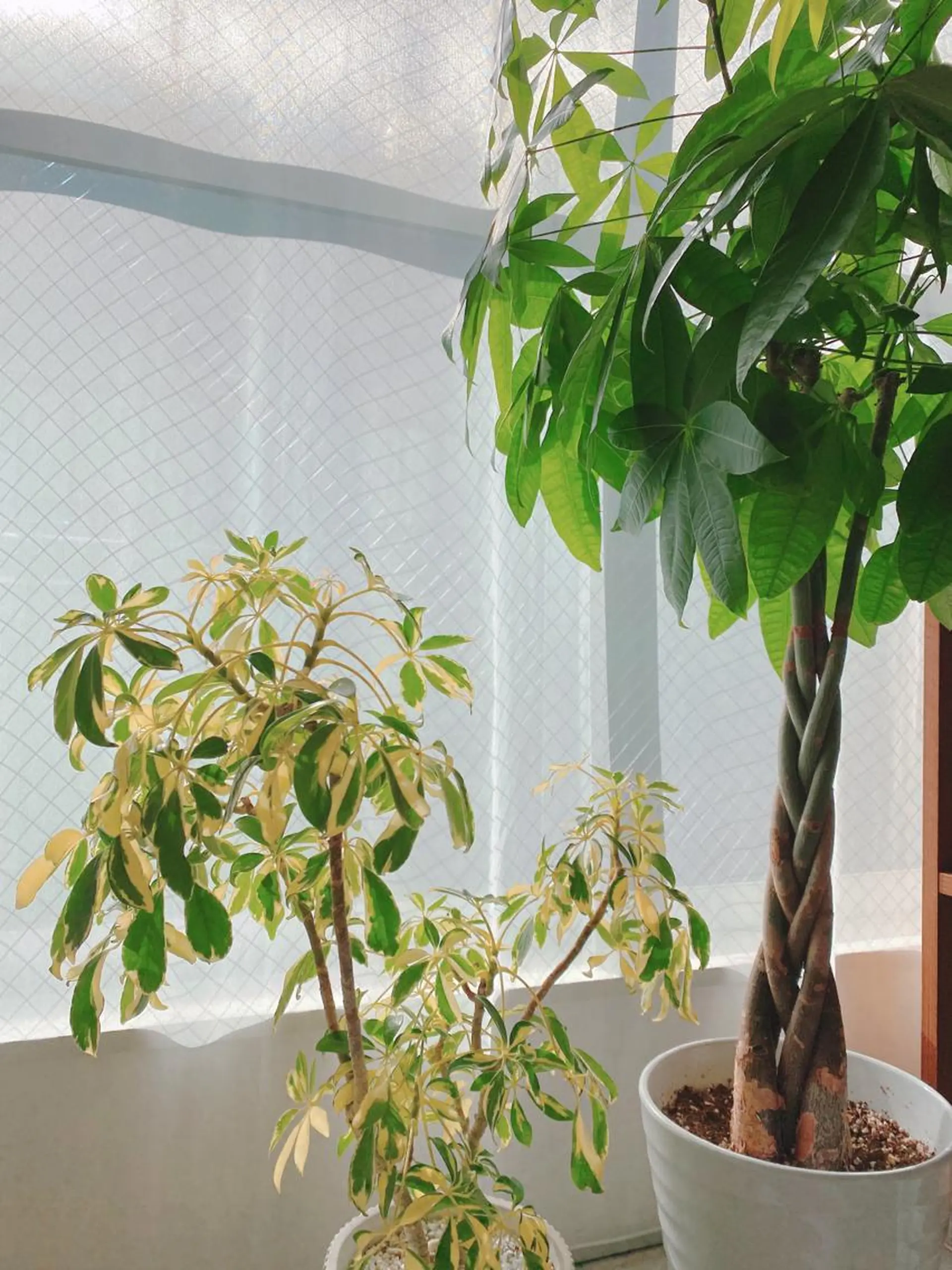 retreat リトリートのマツエク・マツパデザイン