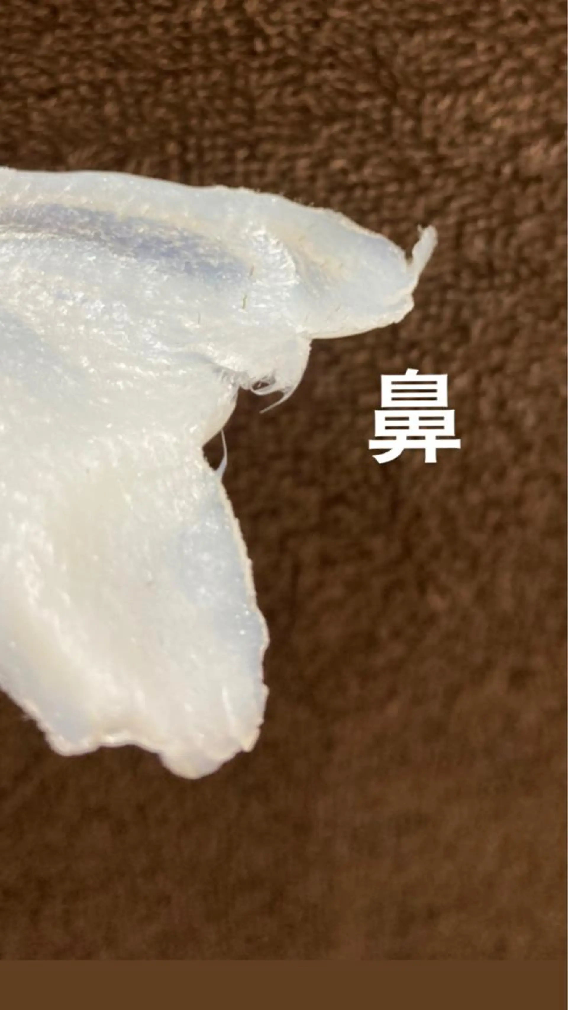 脱毛 産毛専門店 Bittoのエステ・リラクイメージ