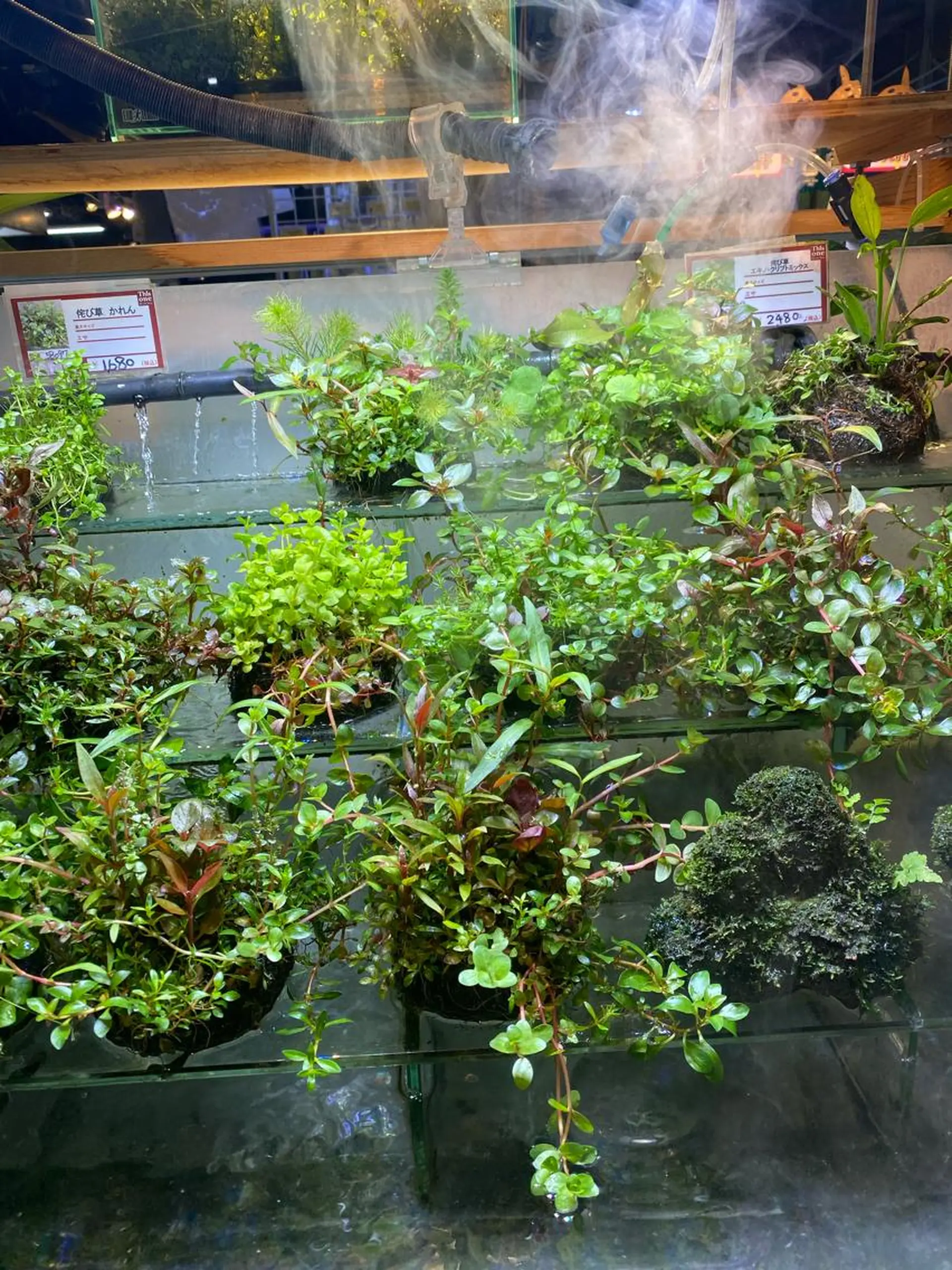 ショート ネイル マツエク・マツパ アイブロウ 小倉 麻由のエステ・リラクイメージ