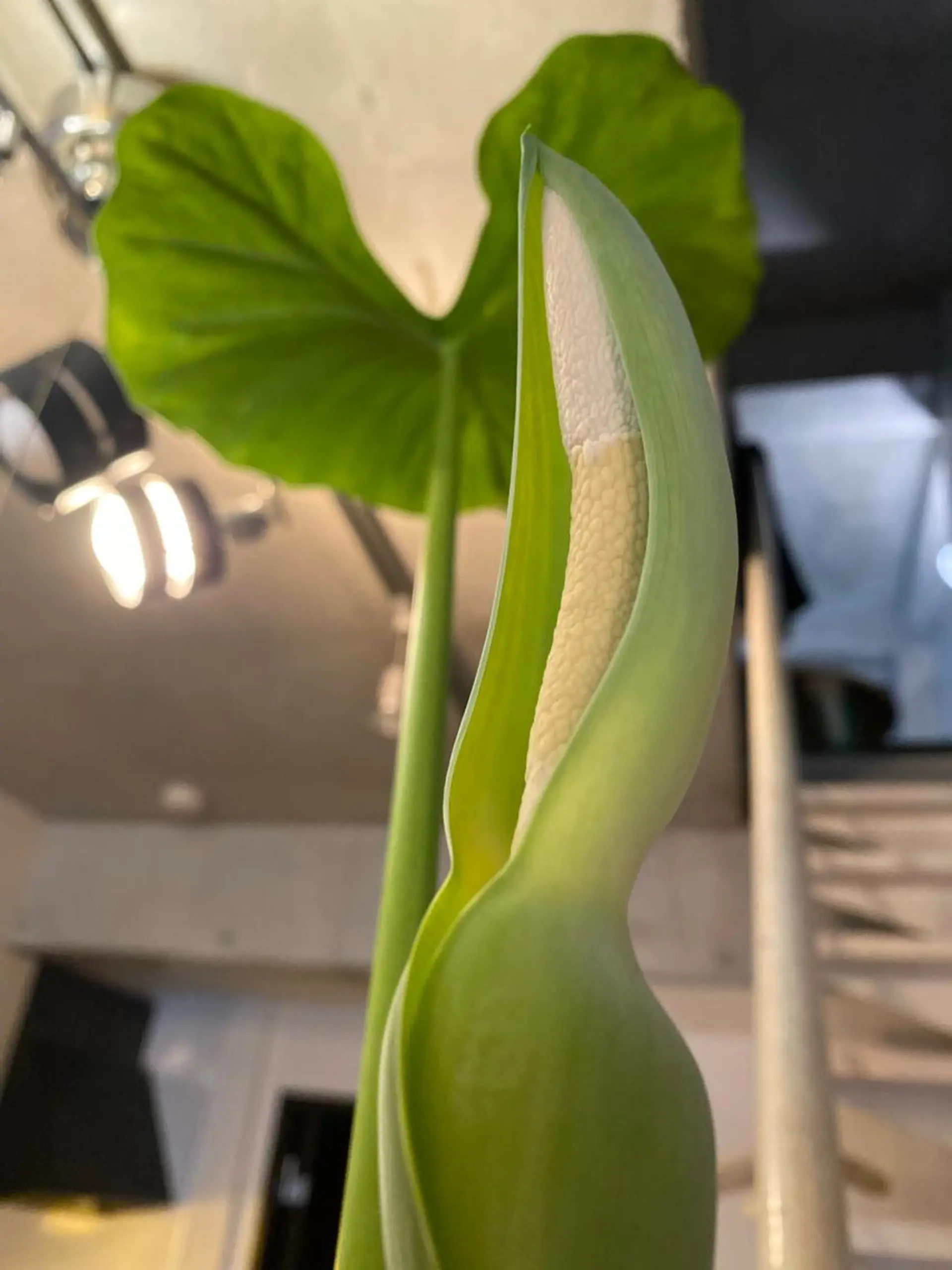 Mandarin Orange所属・毛穴から始める肌メン テマンダリンオレンジのエステ・リラクイメージ