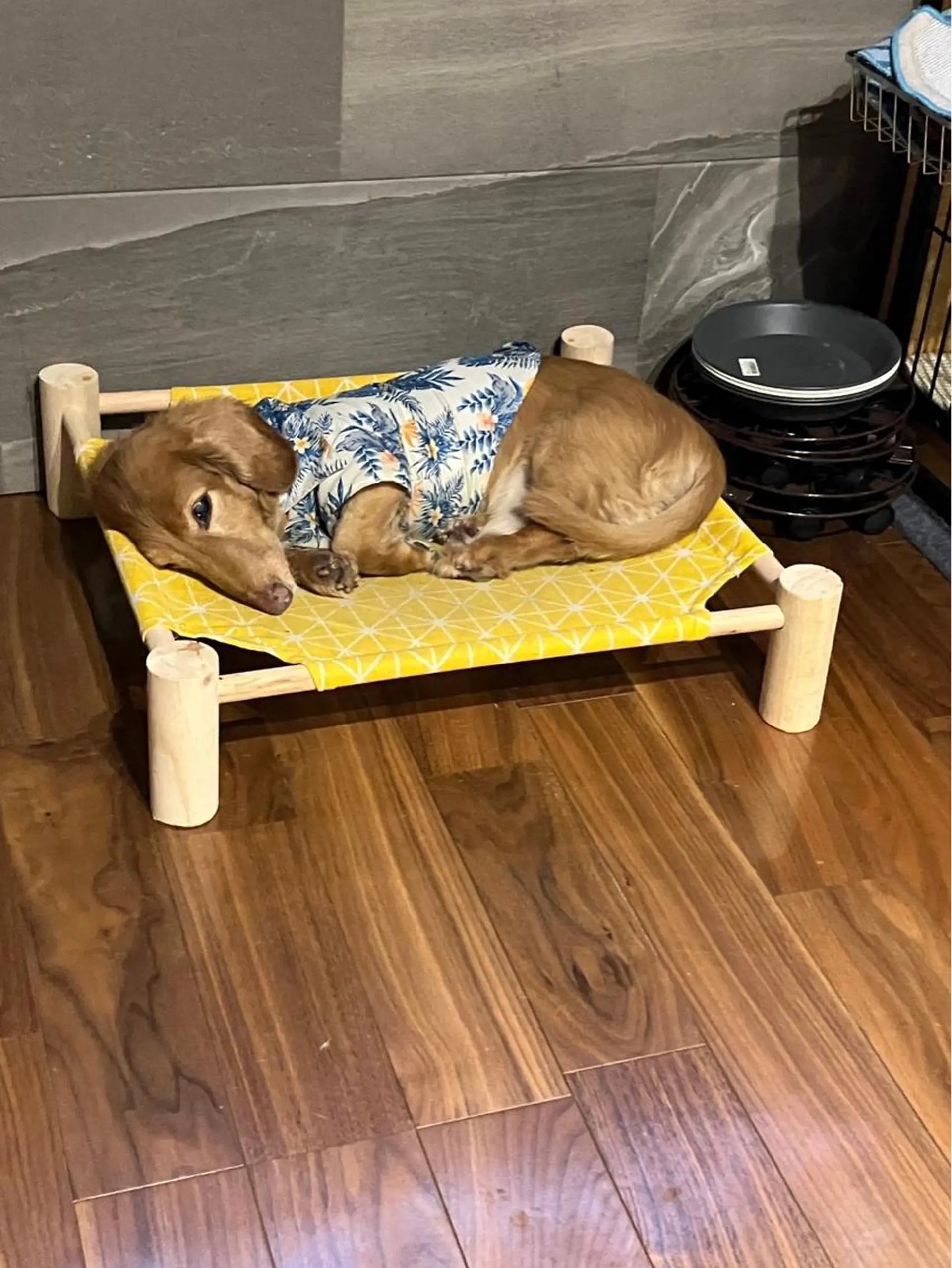 ショート カラー 本田 央介のヘアスタイル