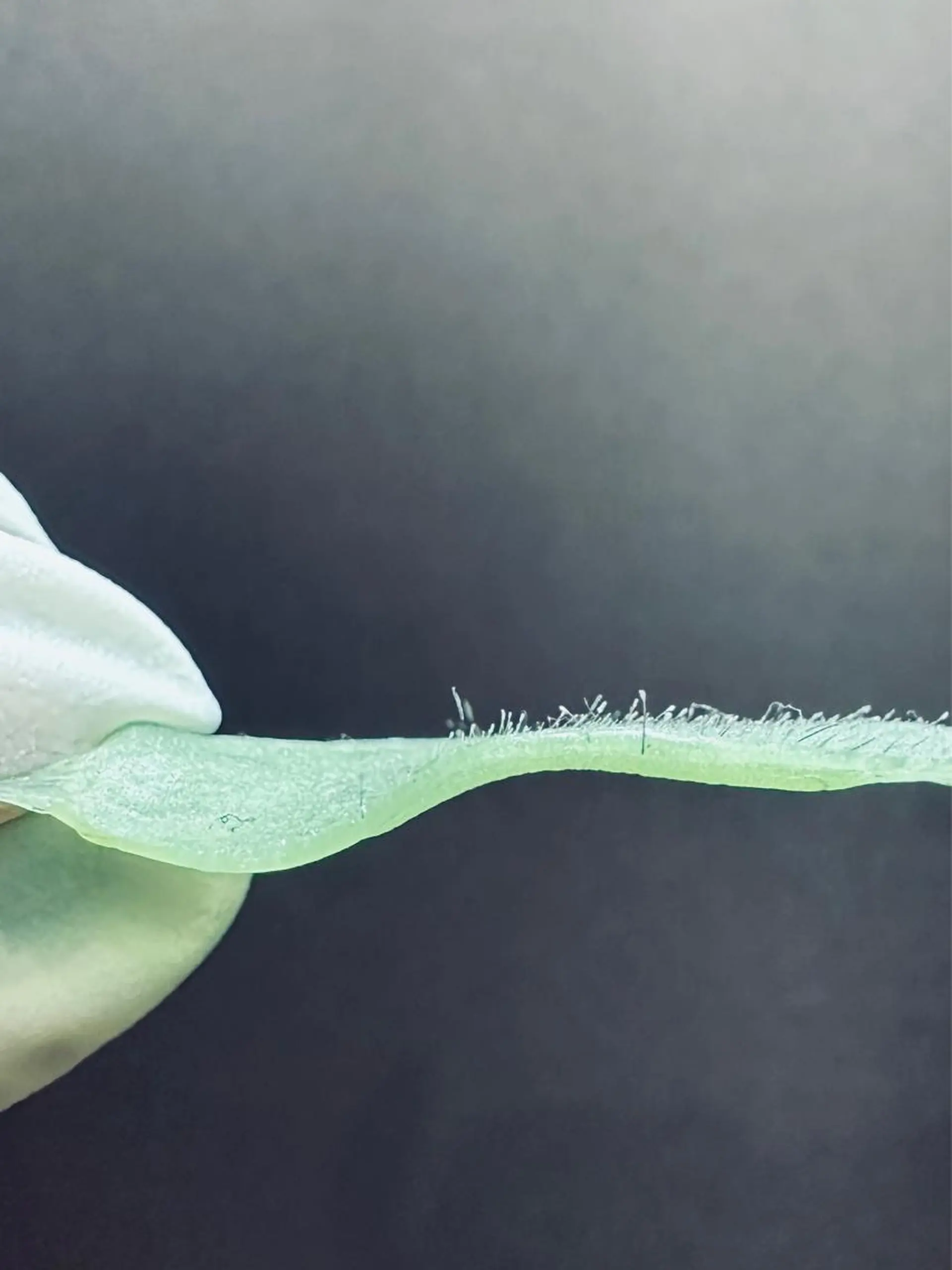 脱毛 KOHOLA -ワックス脱毛専門-のエステ・リラクイメージ