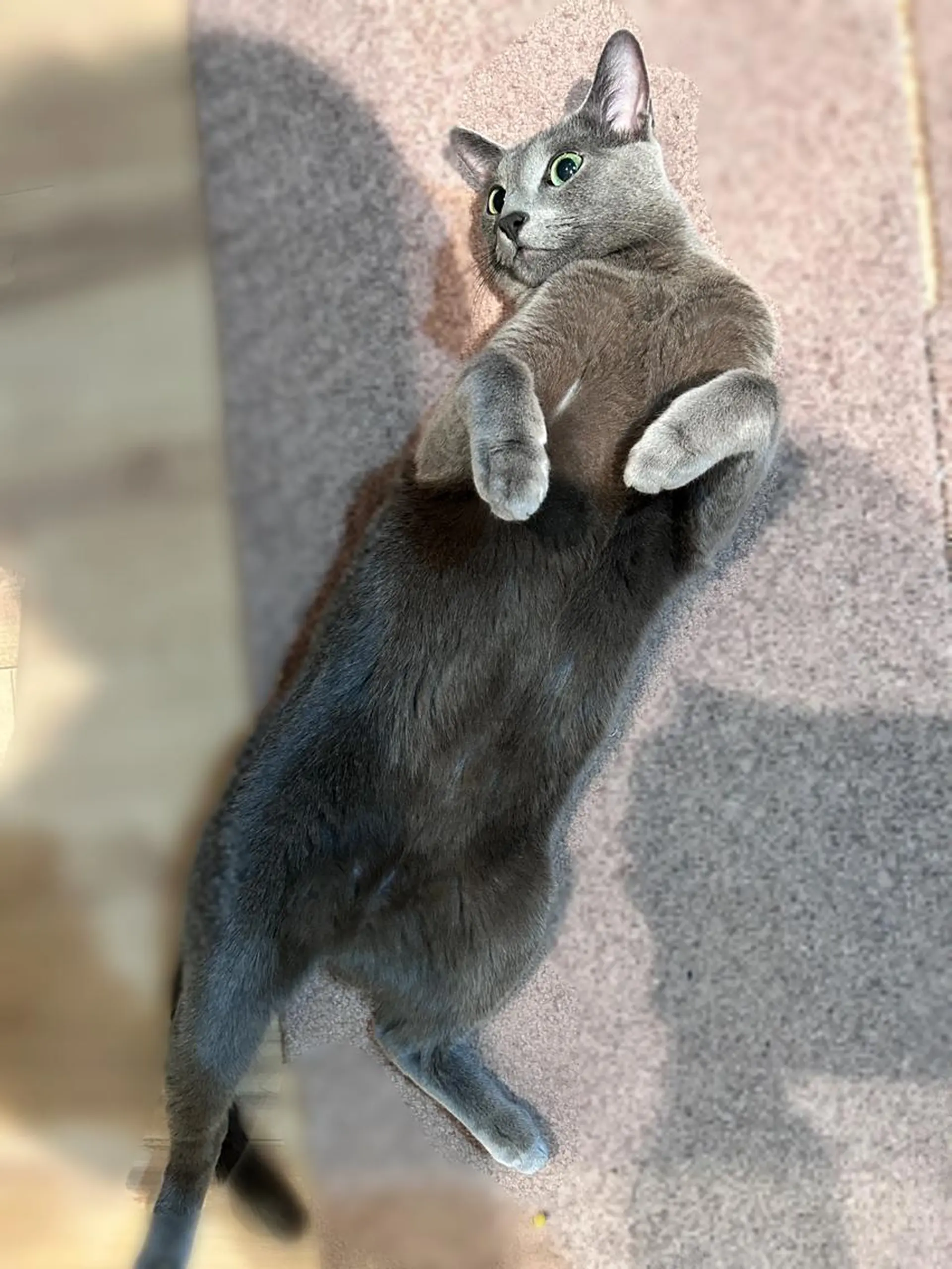 ショート カラー パーマ ヘアアレンジ メンズ キッズ ネイル マツエク・マツパ アイブロウ アニメ,Vオタク× 即効痩せエステサロンのエステ・リラクイメージ