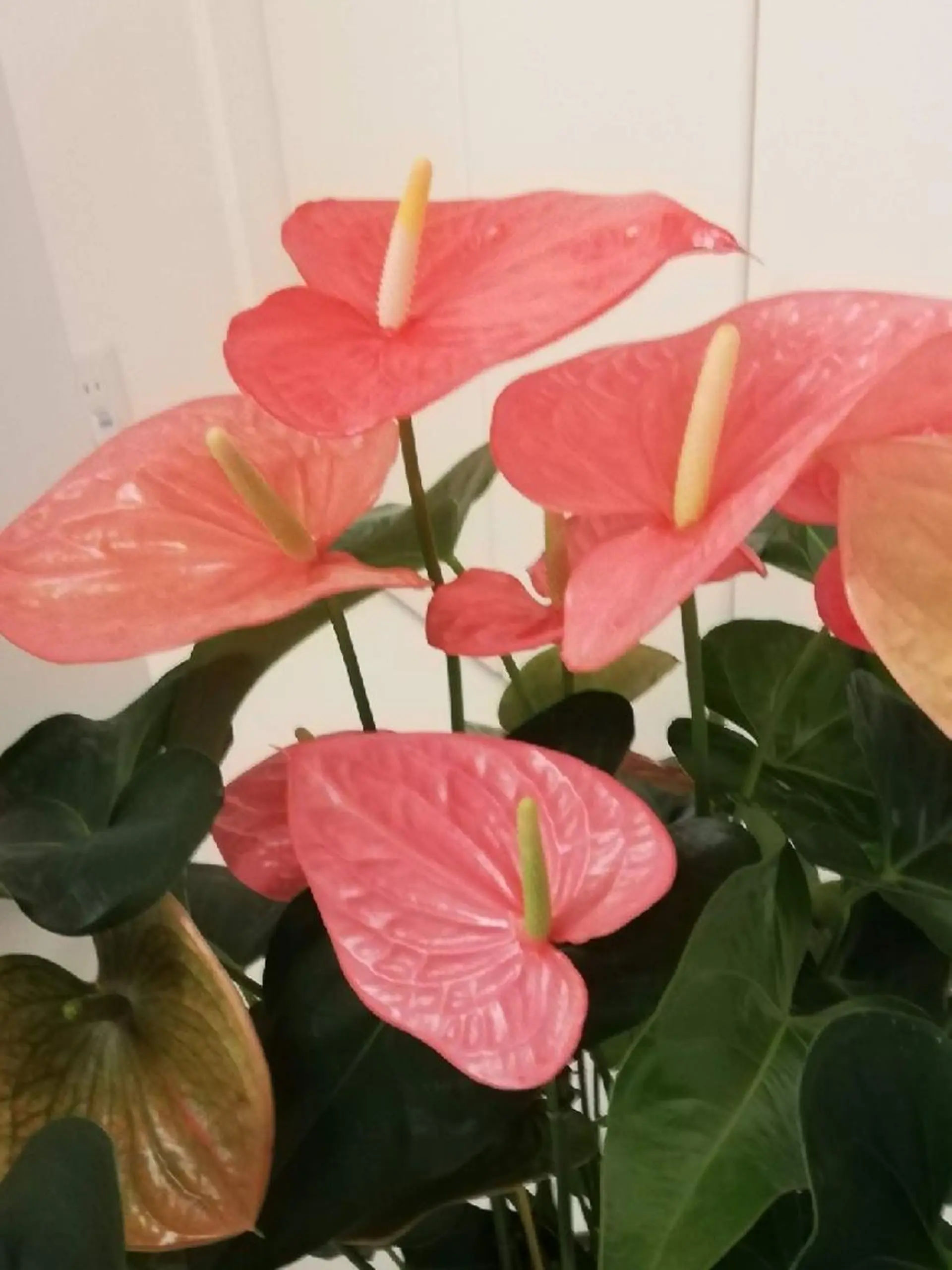 整体エステ　NEW ME所属・深層リンパオイル/小 顔とドライヘッドスパのエステ・リラクイメージ