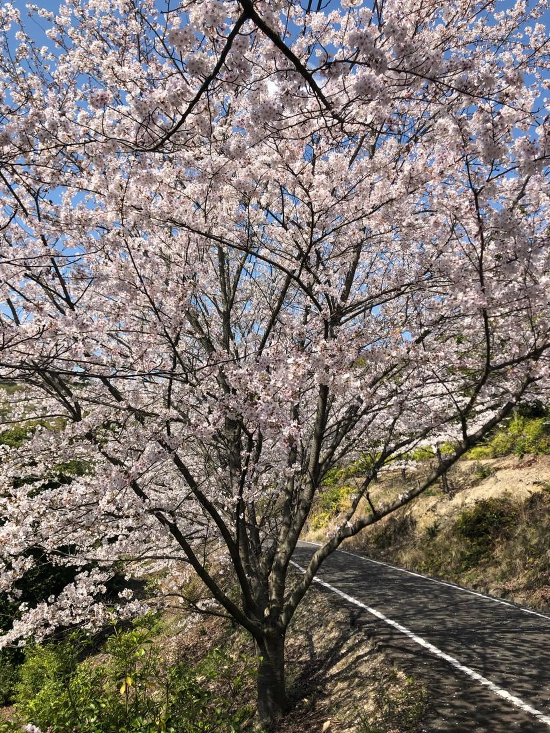 セミロング 雪上 章のヘアスタイル