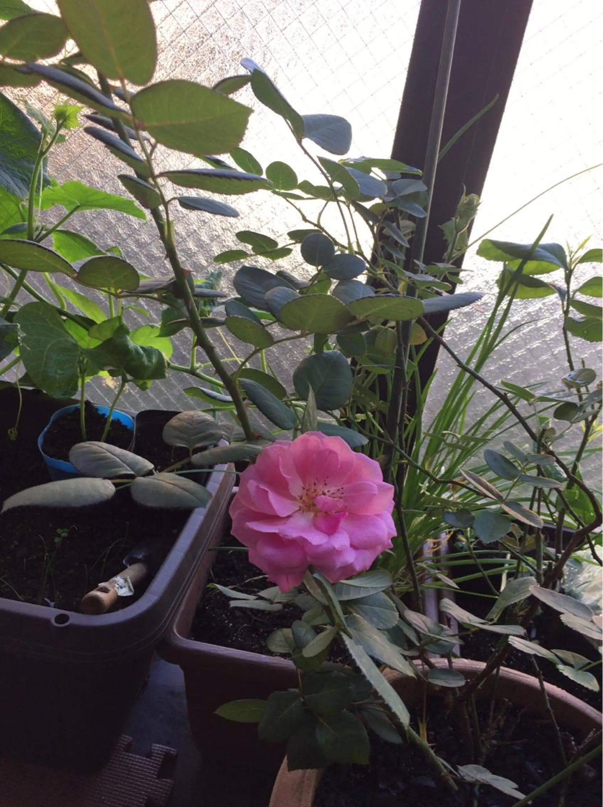 岩崎 .のエステ・リラクイメージ