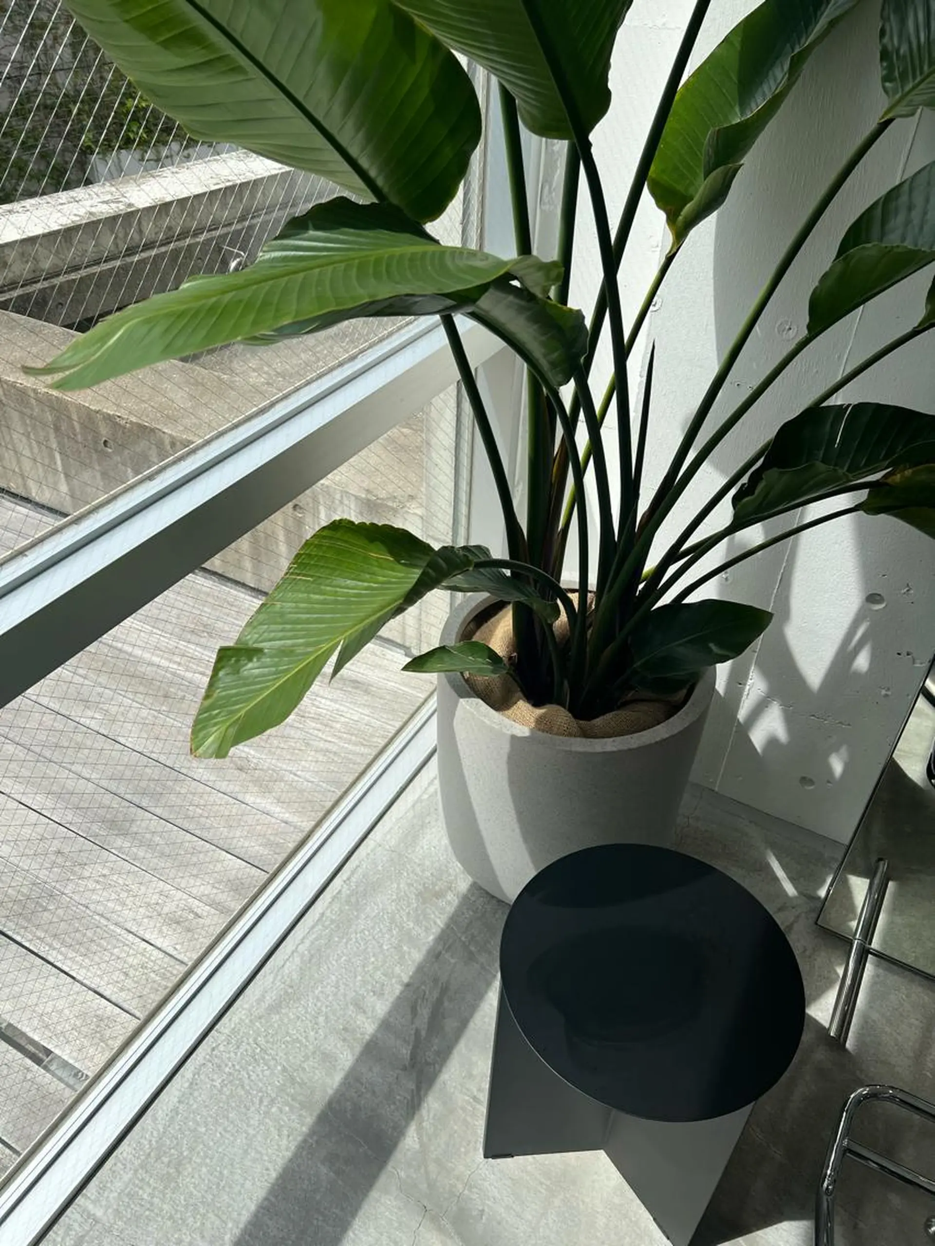 GO TODAY SHAIRE SALON mico店所属・松本 彩良のマツエク・マツパデザイン