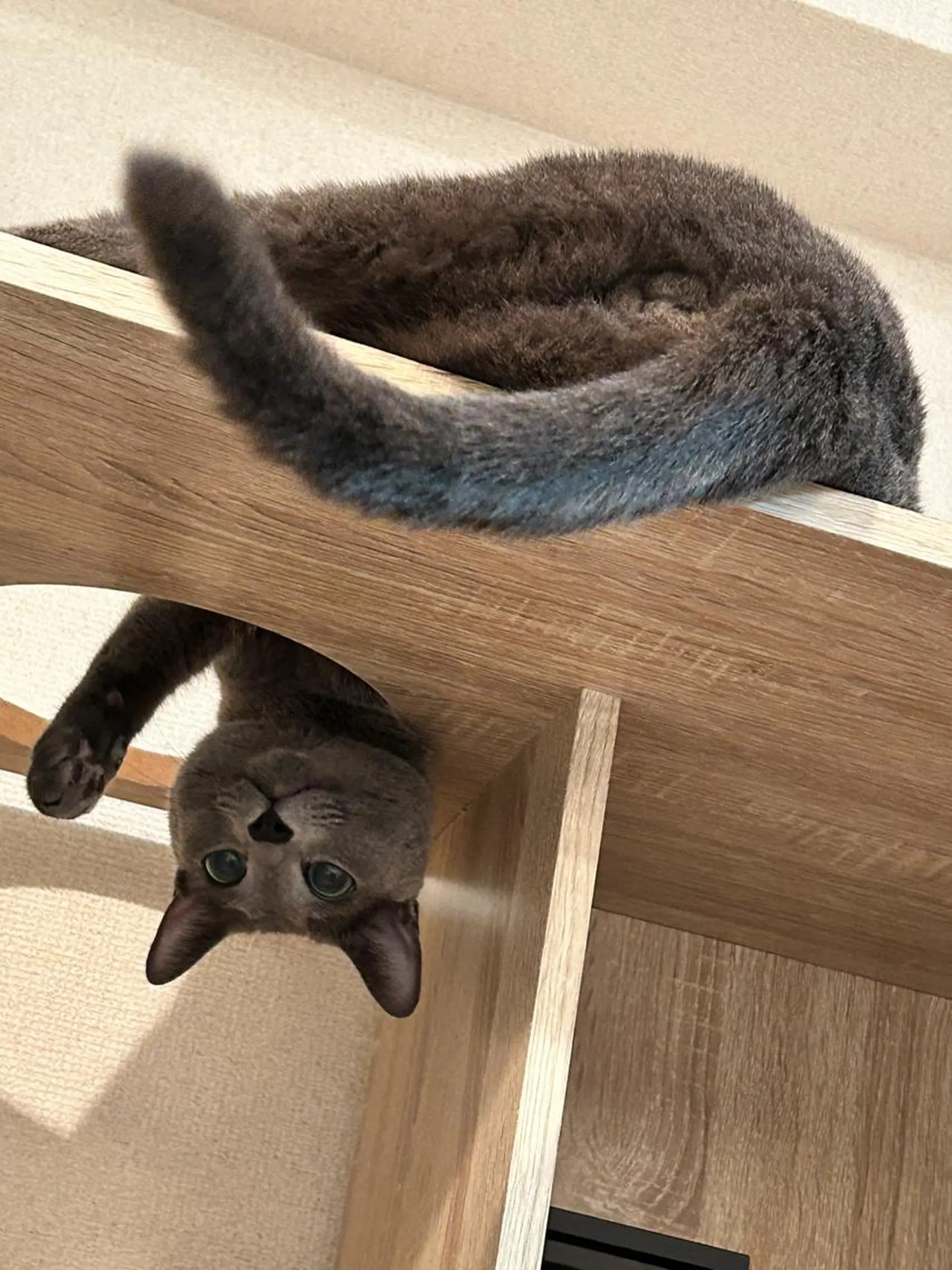 ショート カラー パーマ ヘアアレンジ メンズ キッズ ネイル マツエク・マツパ アイブロウ アニメ,Vオタク× 即効痩せエステサロンのエステ・リラクイメージ