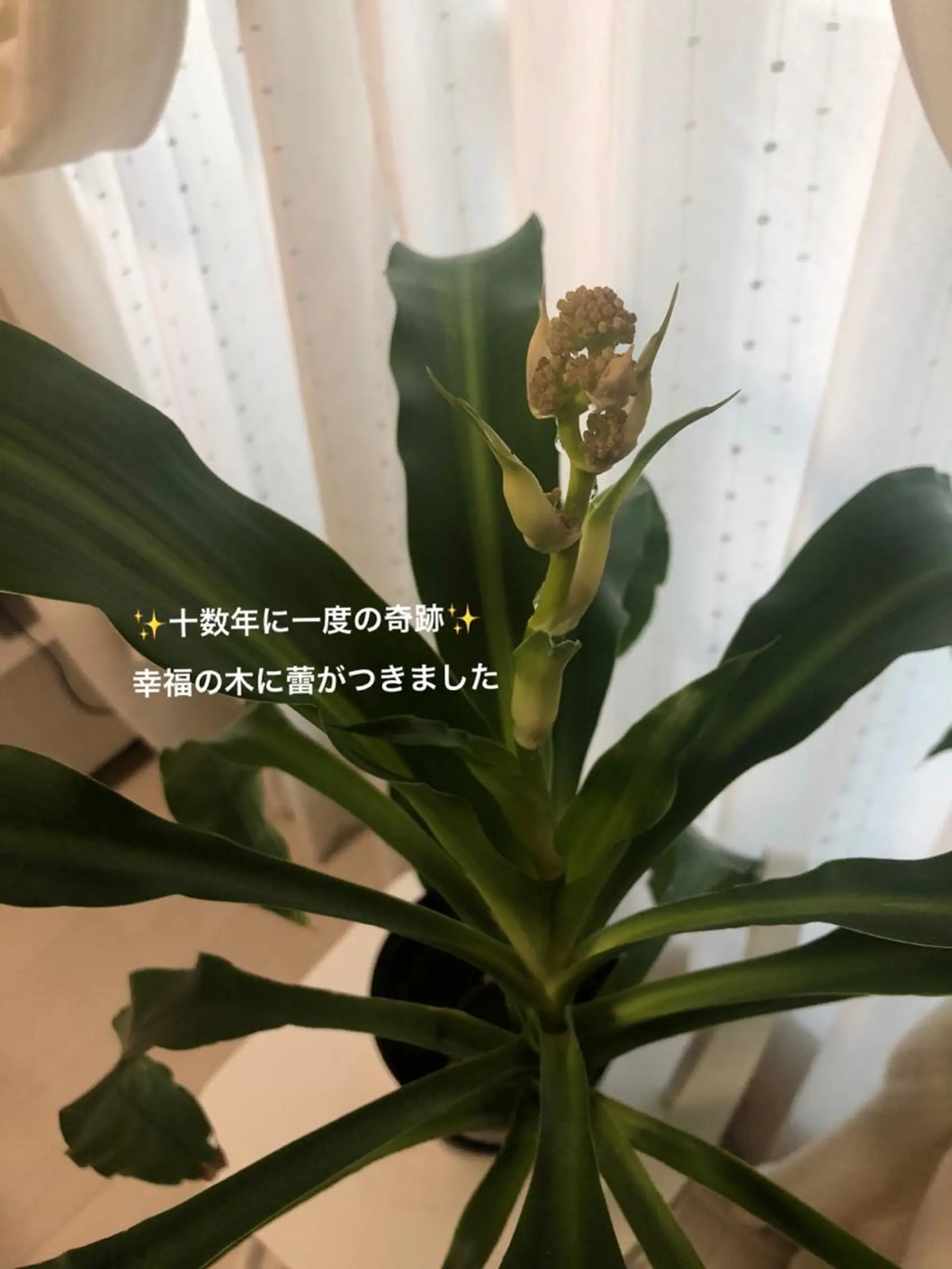 Beautycat Chihiroのマツエク・マツパデザイン