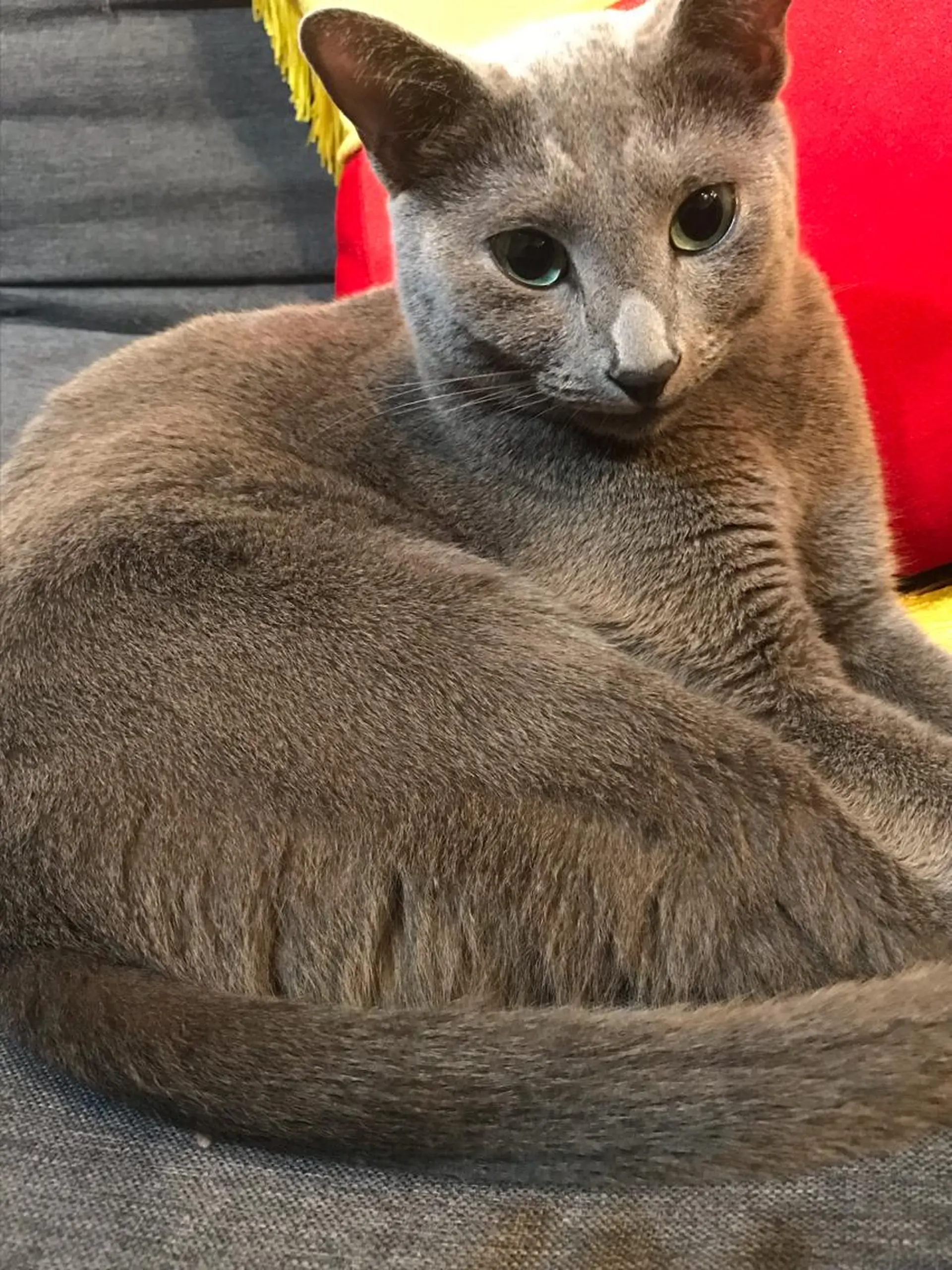 ショート カラー パーマ ヘアアレンジ メンズ キッズ ネイル マツエク・マツパ アイブロウ アニメ,Vオタク× 即効痩せエステサロンのエステ・リラクイメージ