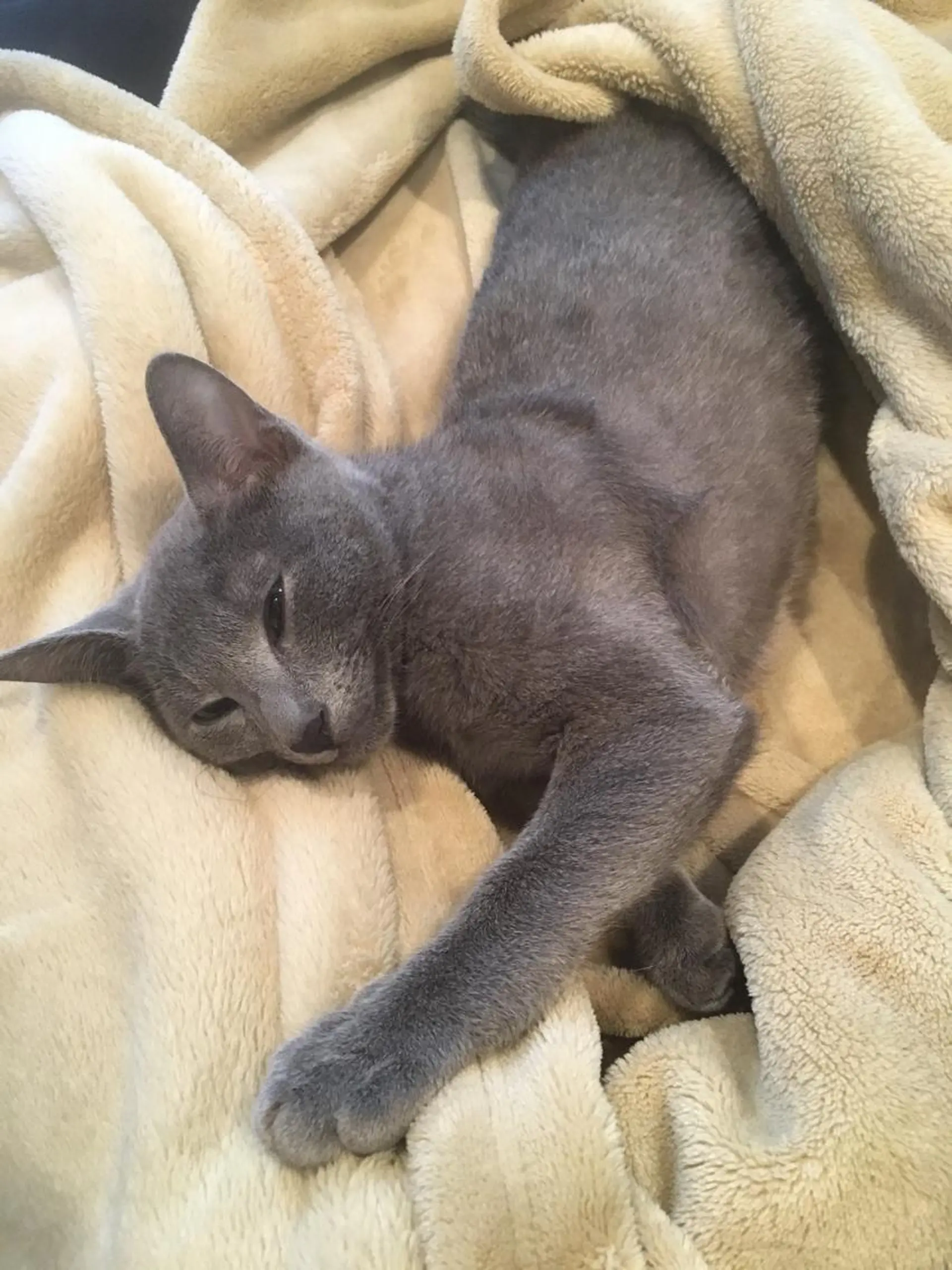 ショート カラー パーマ ヘアアレンジ メンズ キッズ ネイル マツエク・マツパ アニメ,Vオタク× 即効痩せエステサロンのエステ・リラクイメージ