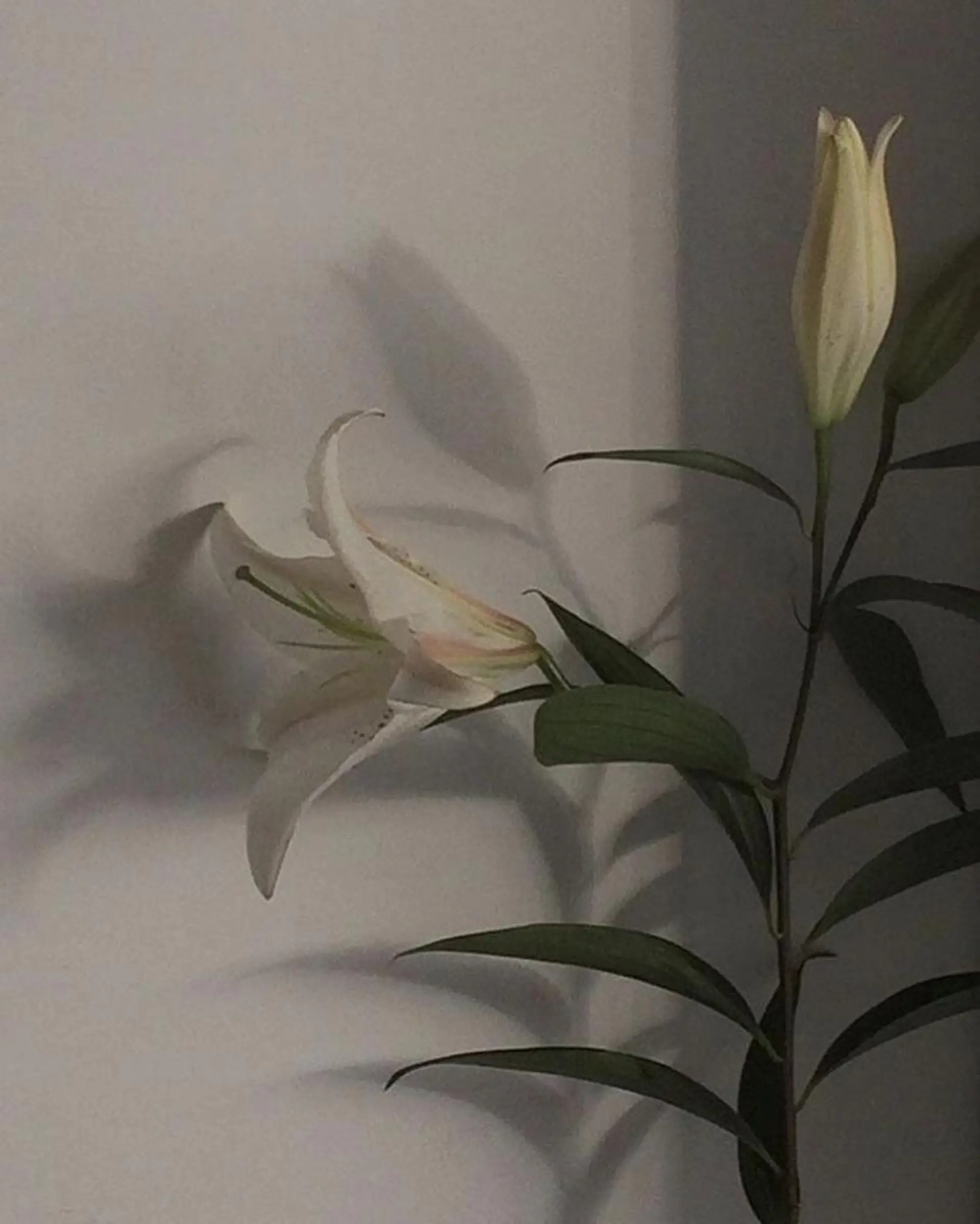 𝙔𝙪𝙪𝙠𝙖 .のマツエク・マツパデザイン