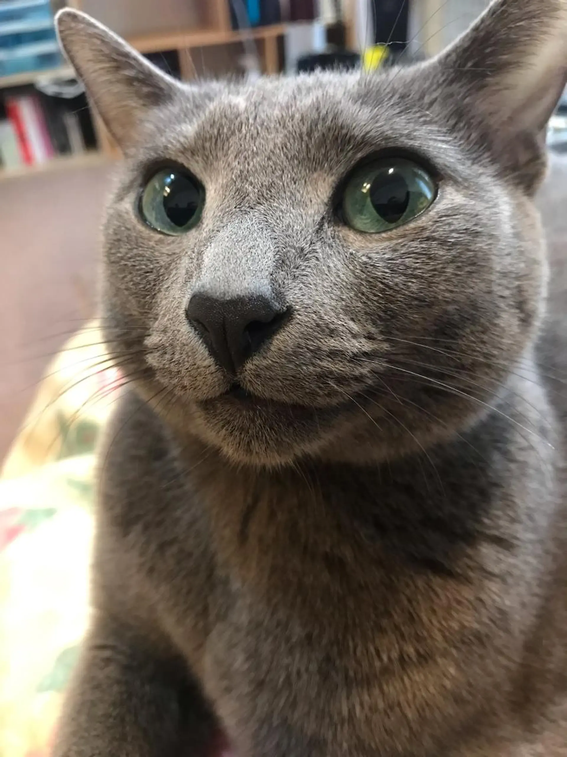 ショート カラー パーマ ヘアアレンジ メンズ キッズ ネイル マツエク・マツパ アイブロウ アニメ,Vオタク× 即効痩せエステサロンのエステ・リラクイメージ