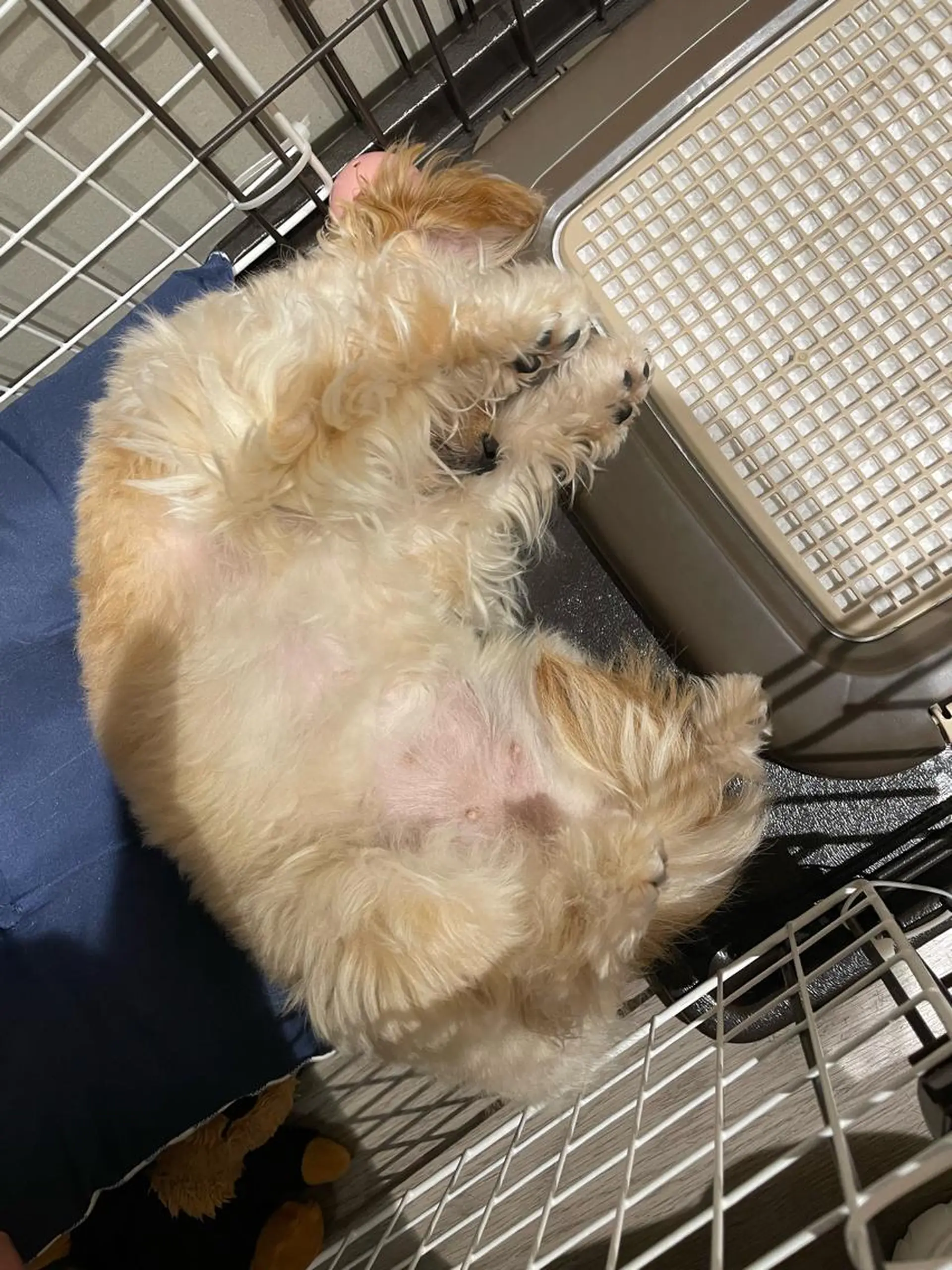 ミディアム カラー アッシュ ブリーチ ケアブリーチ ショコラグレージュ ダークアッシュ 韓国風/オシャレ /縮毛矯正/滝口琴未のヘアスタイル