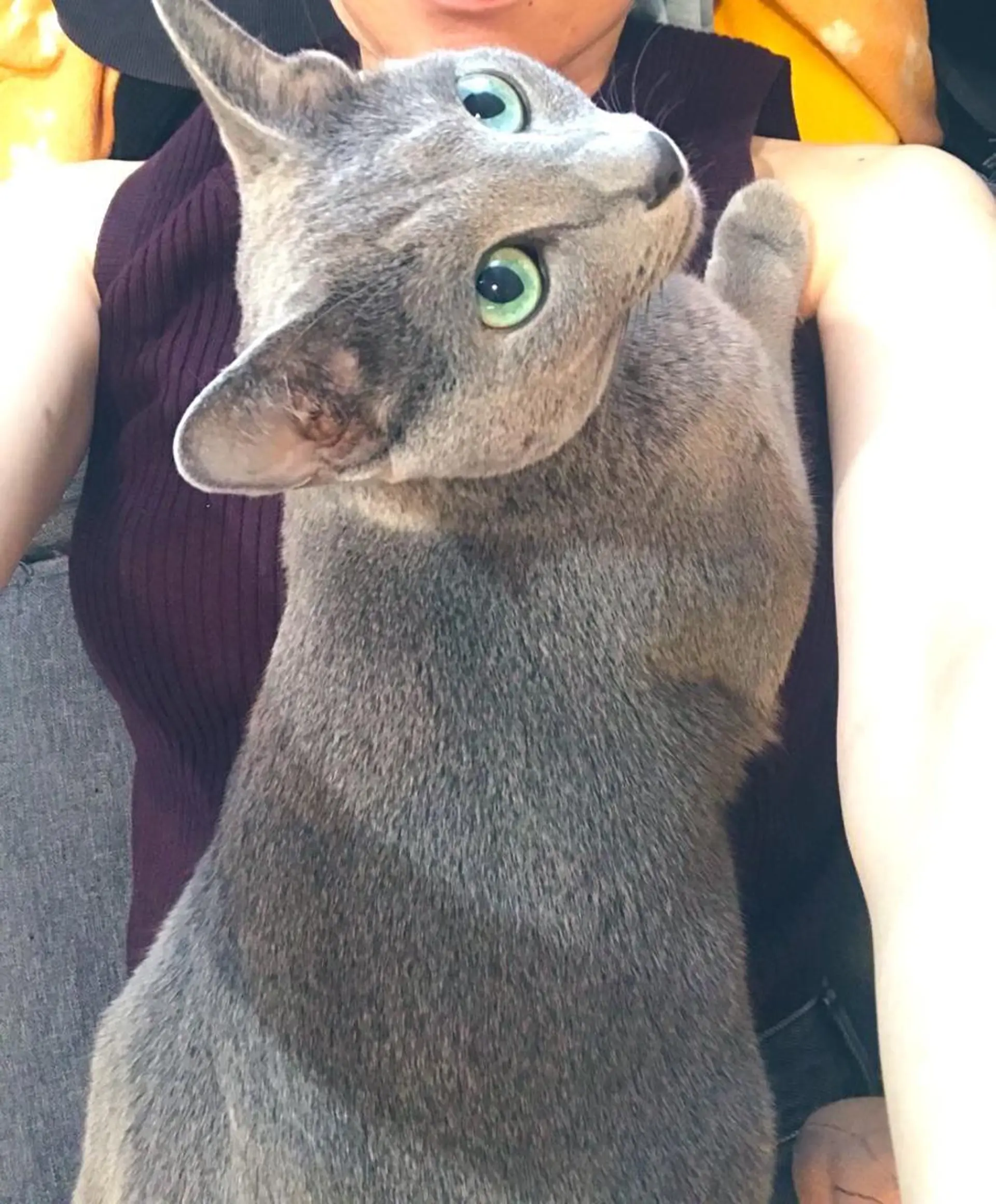 ショート カラー パーマ ヘアアレンジ メンズ キッズ ネイル マツエク・マツパ アイブロウ アニメ,Vオタク× 即効痩せエステサロンのエステ・リラクイメージ